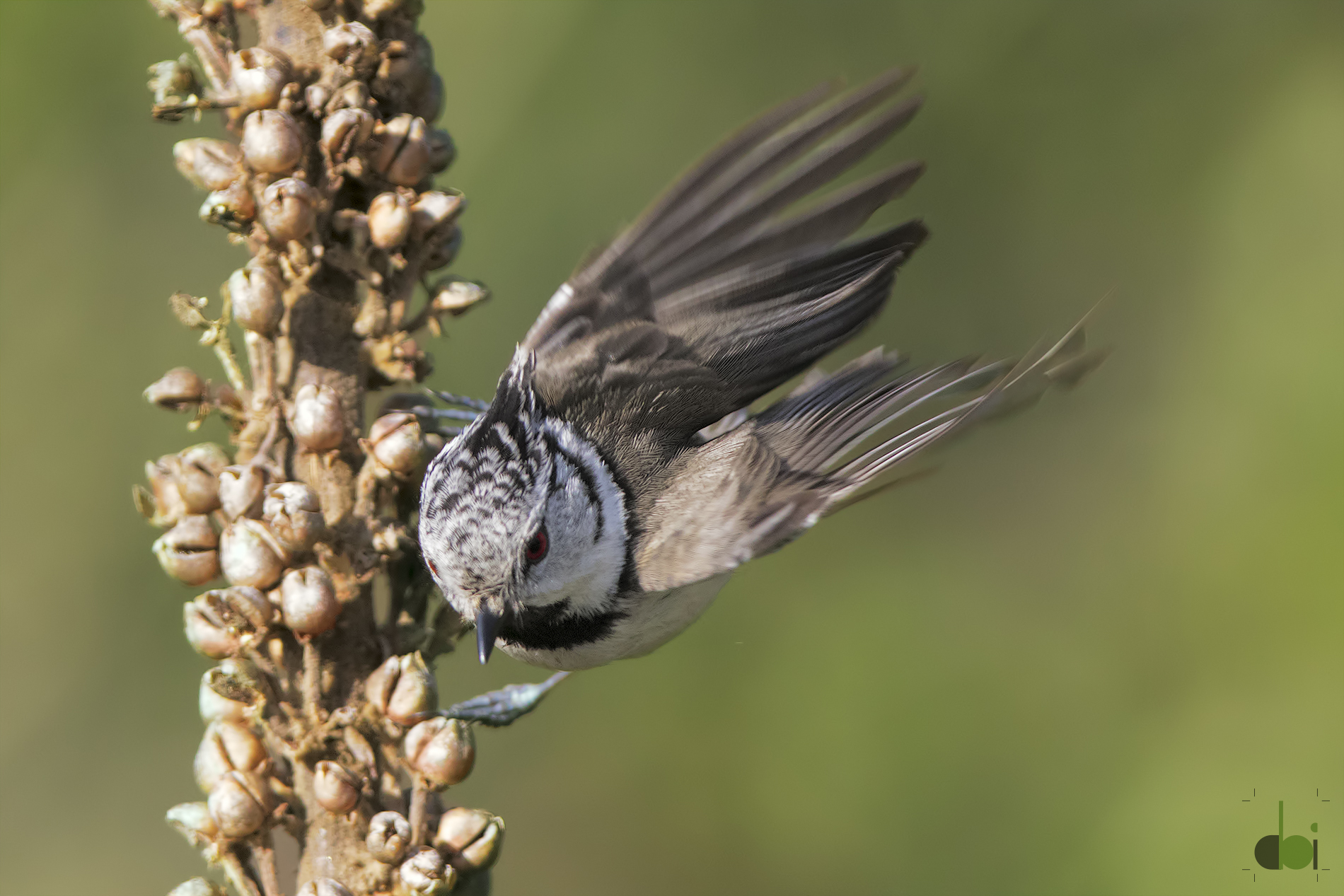 tit ..this clump part ..