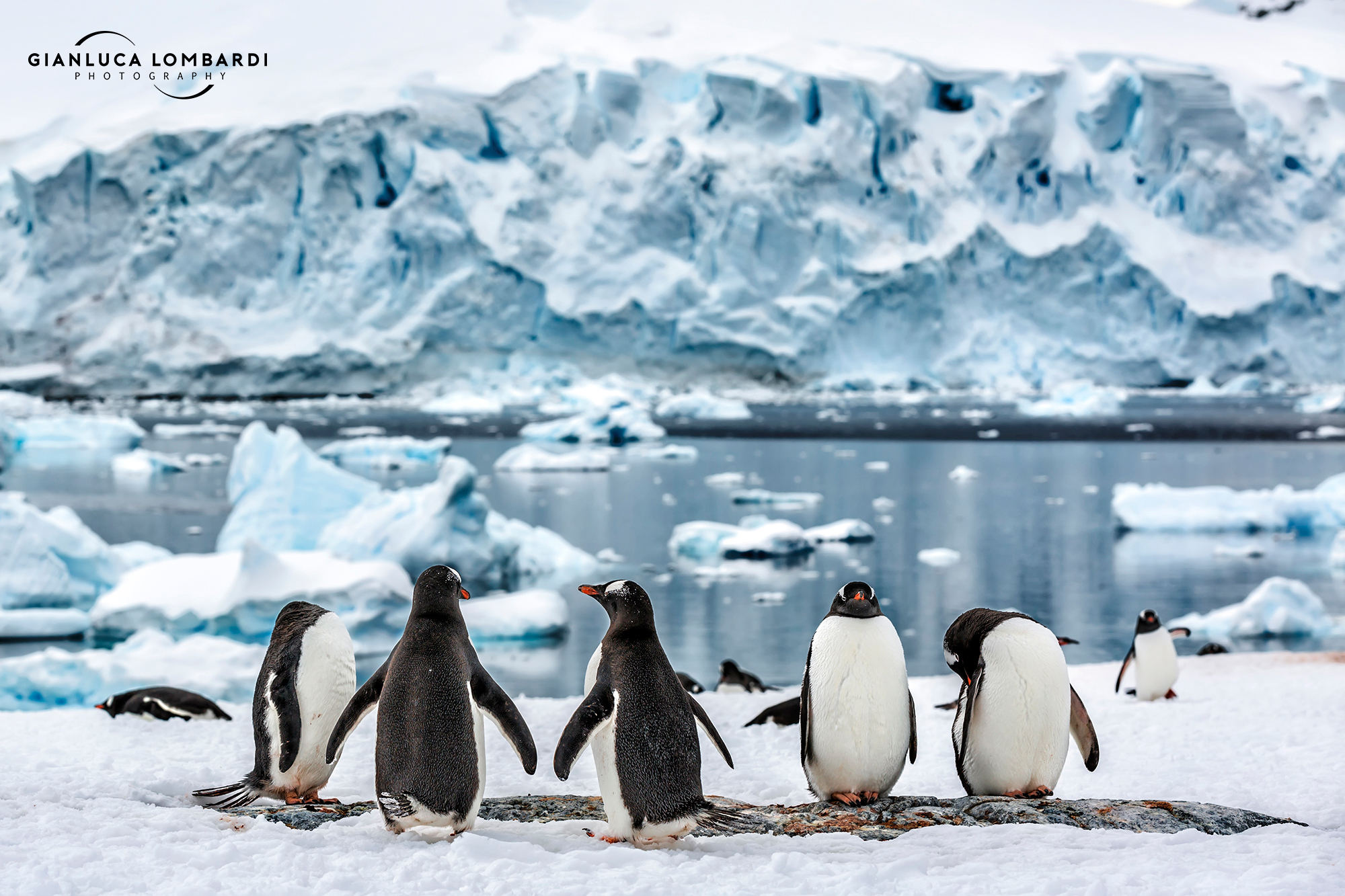 Carini e coccolosi, ragazzi!