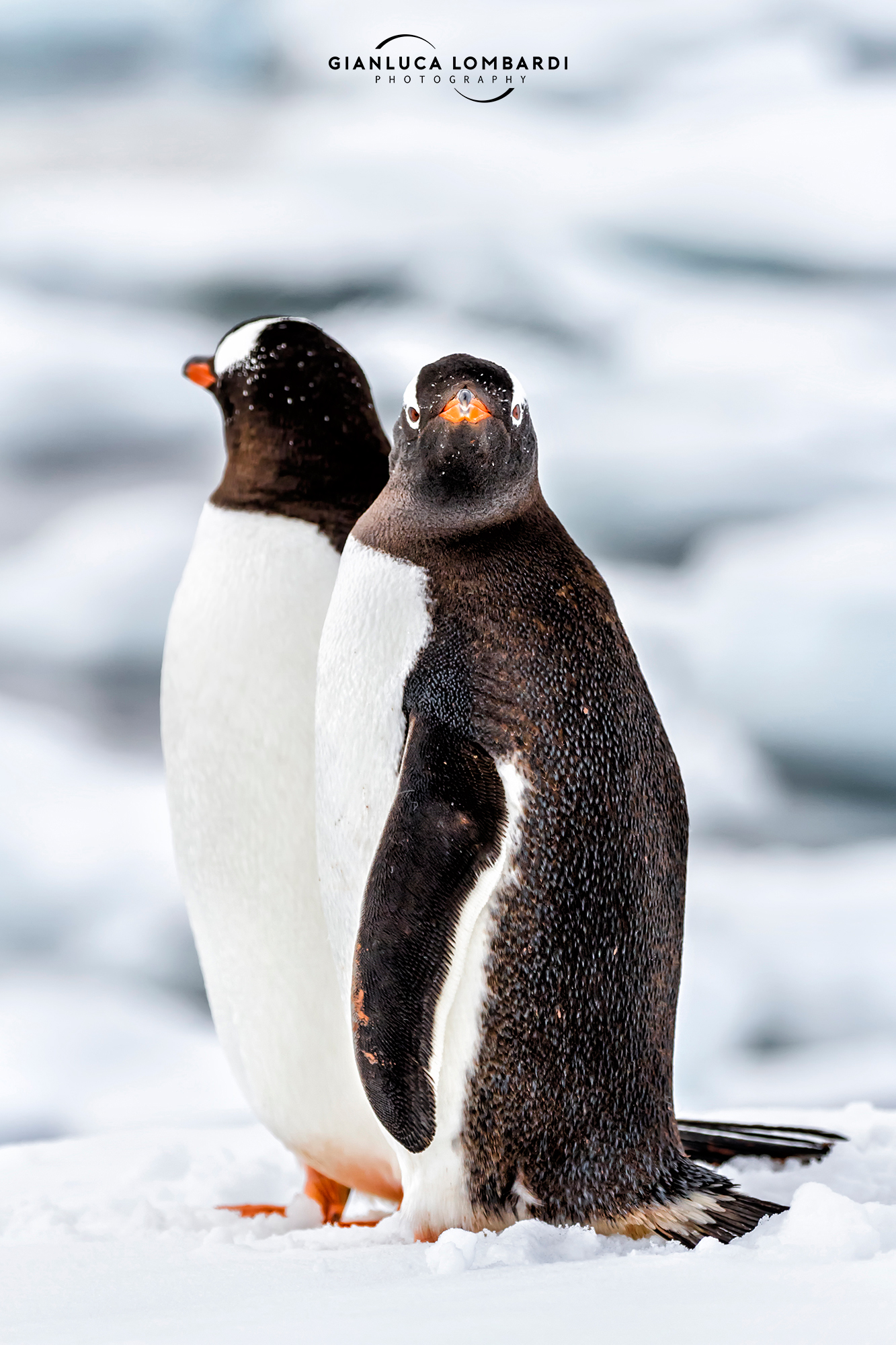 Gentoo penguins (Pygoscelis Papua)