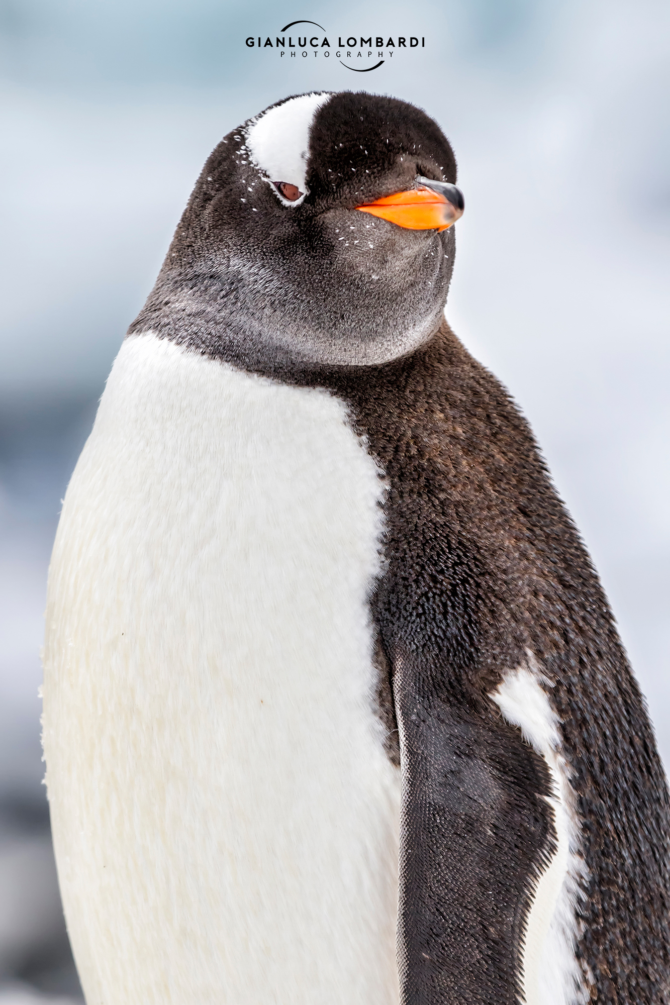 Gentoo penguin (Pygoscelis Papua)