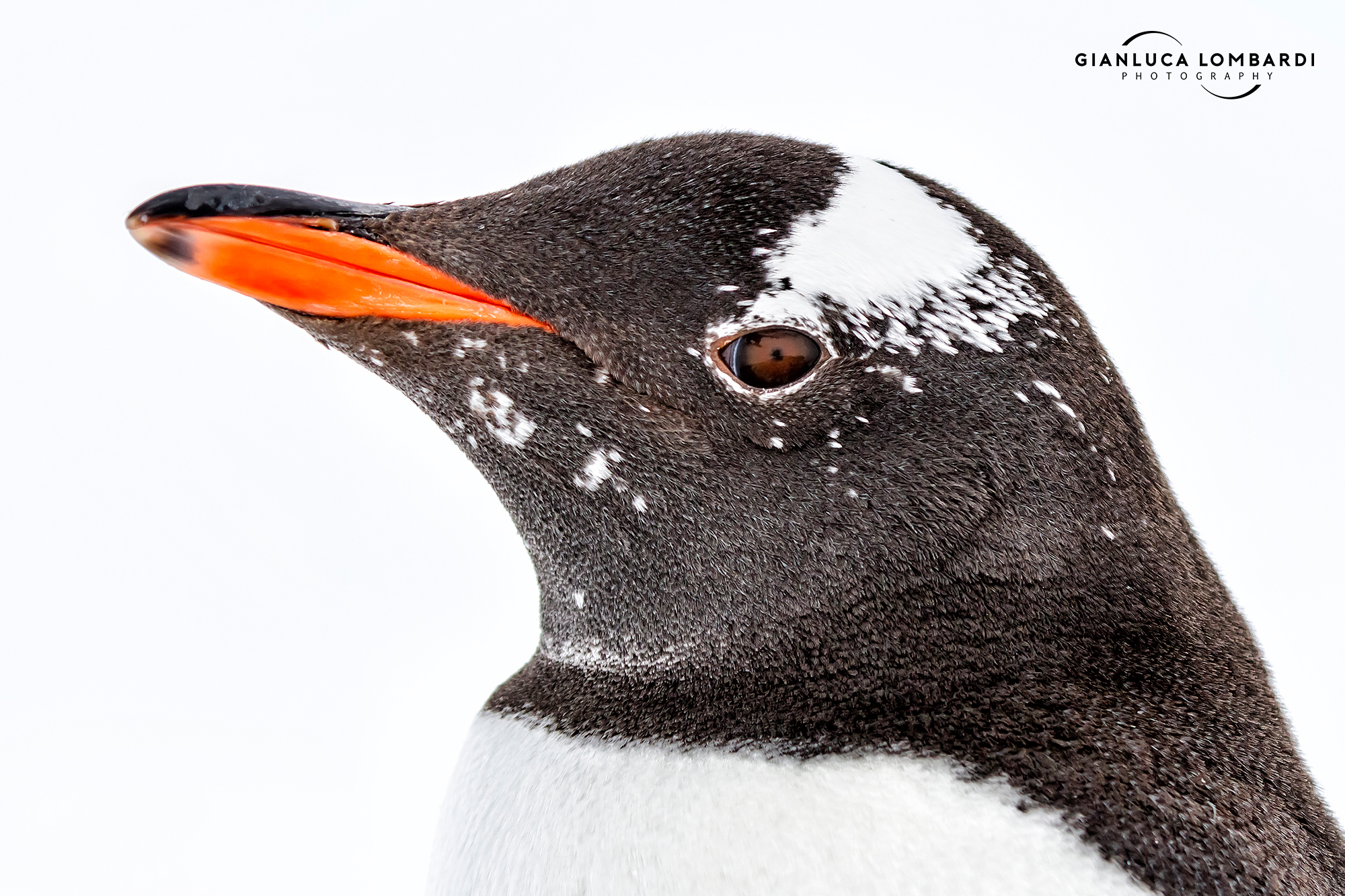 Gentoo penguin (Pygoscelis Papua)