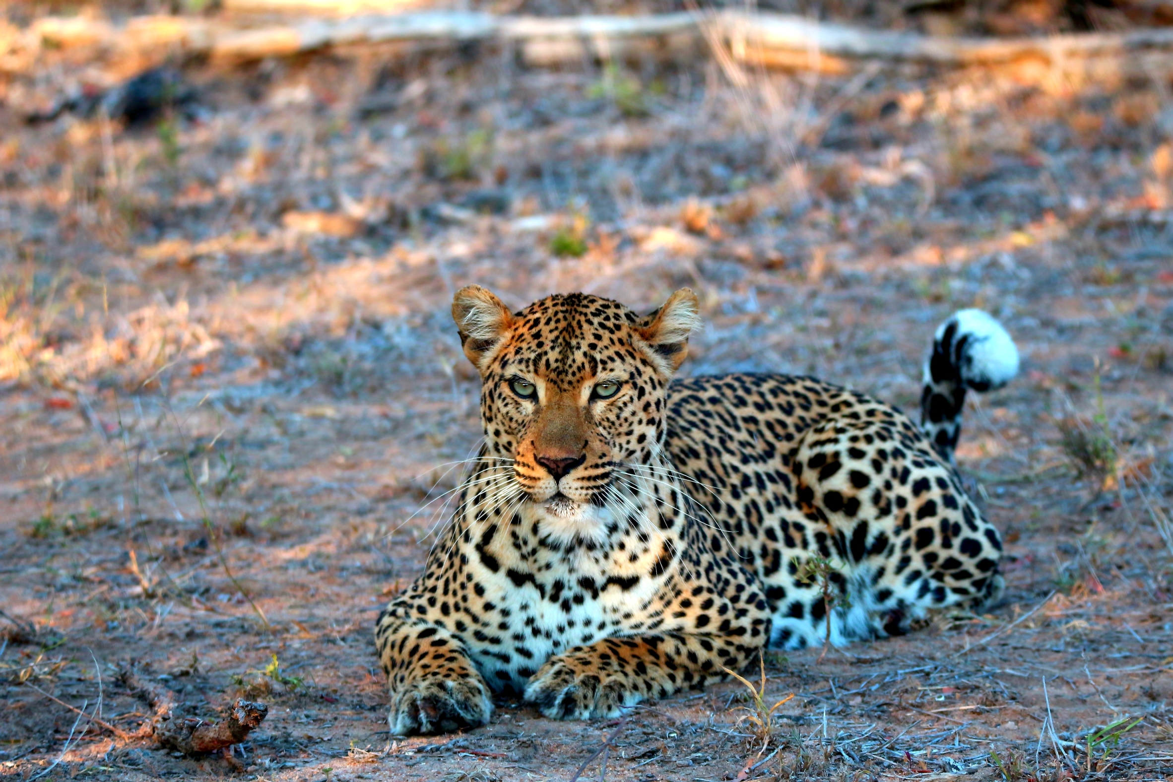 Male and female .... !!