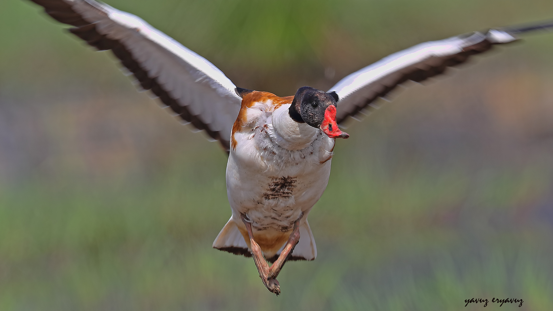 Azione .. Tadorna tadorna