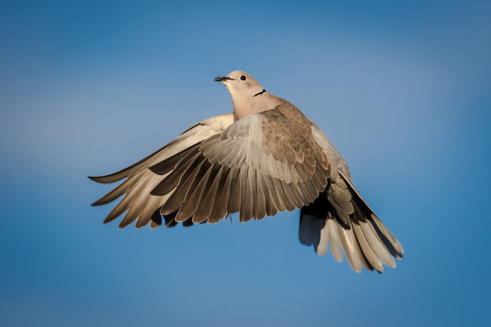 Collared doves