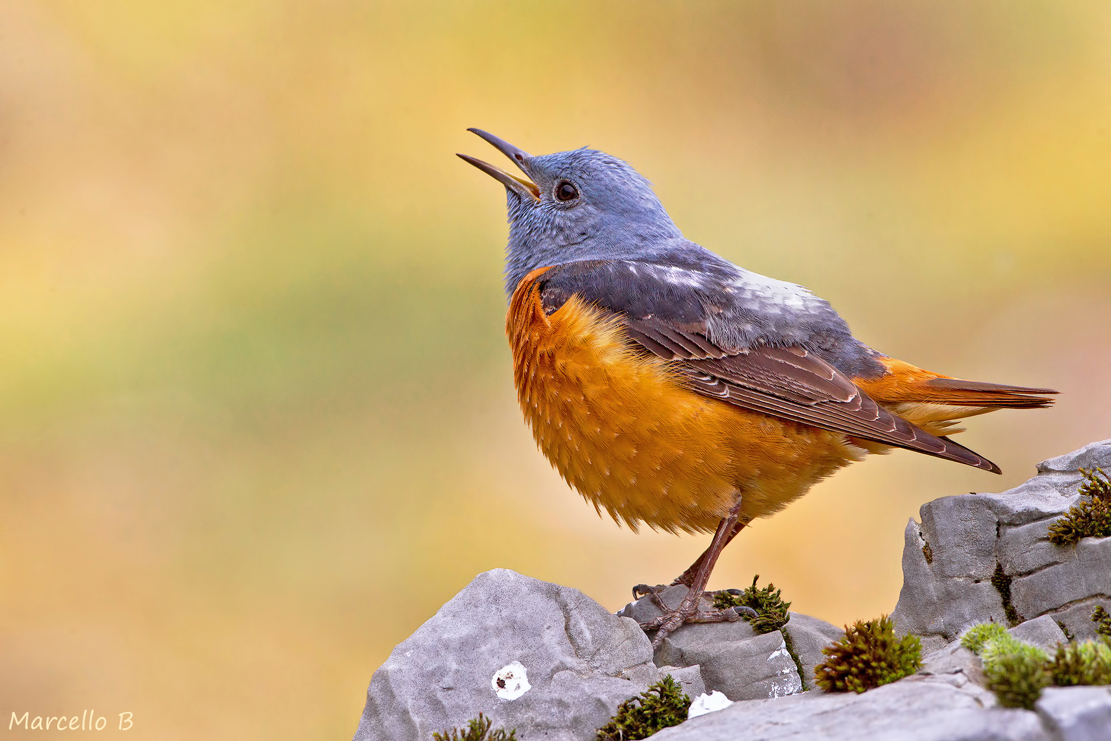 The song of the Rock Thrush - Apuan Alps.