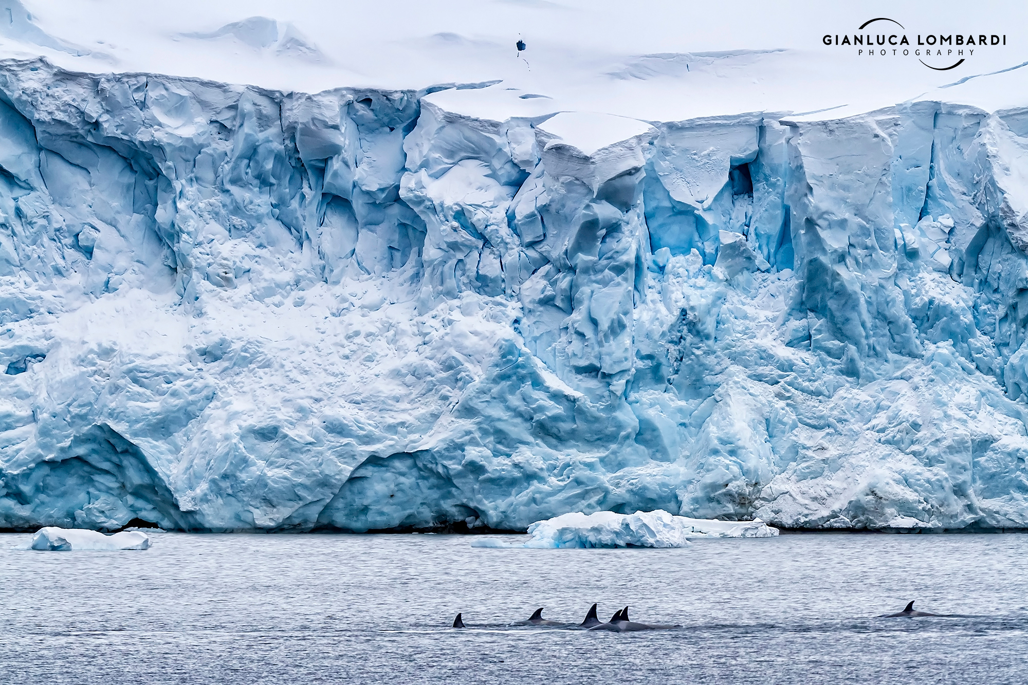 of Antarctic killer whales family