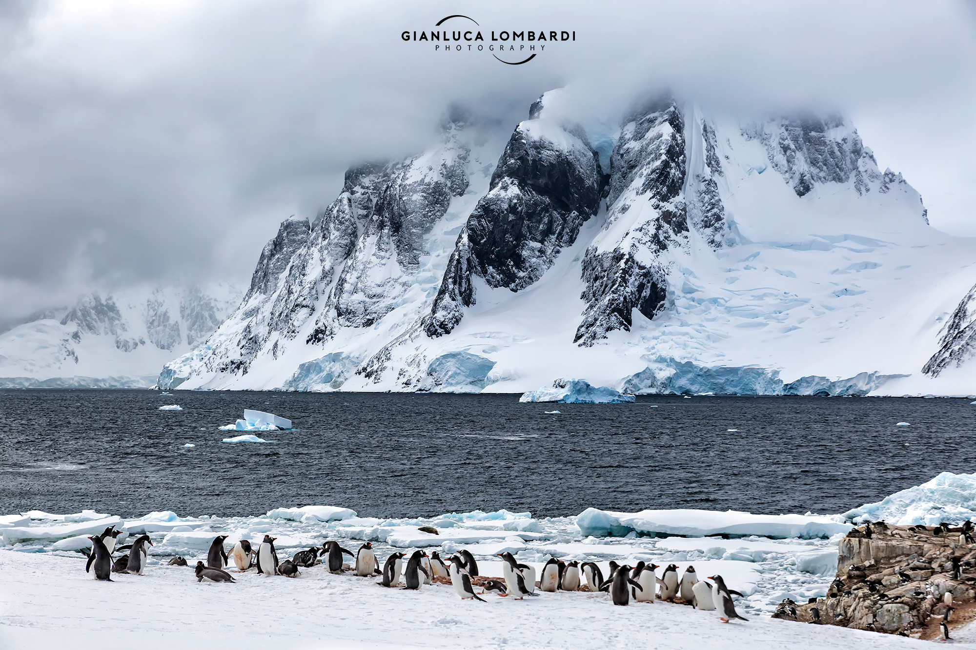 Colonies on Petermann Island