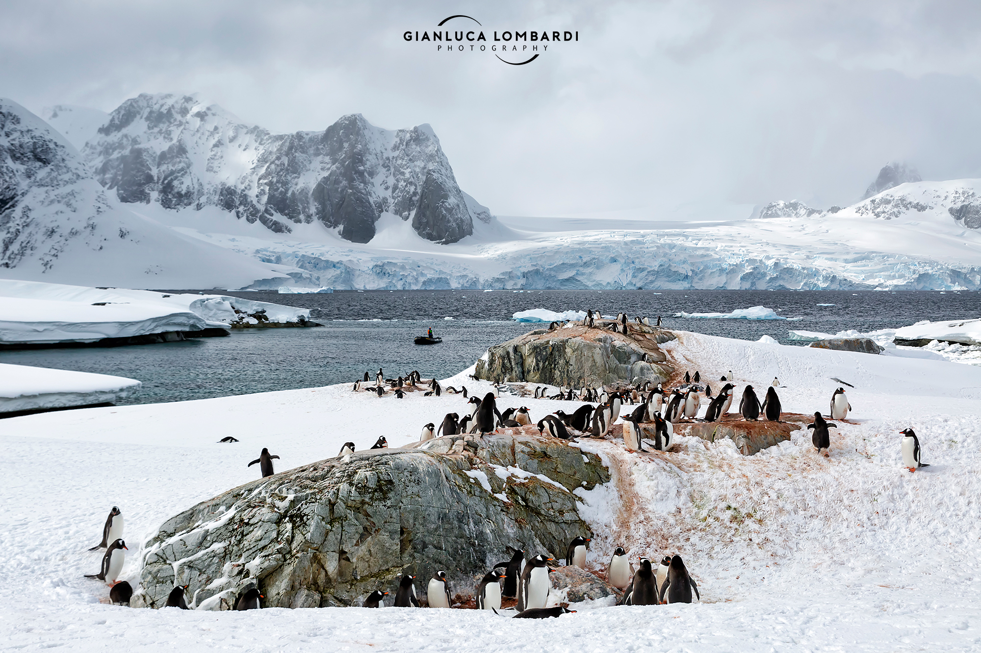 Colonies on Petermann Island