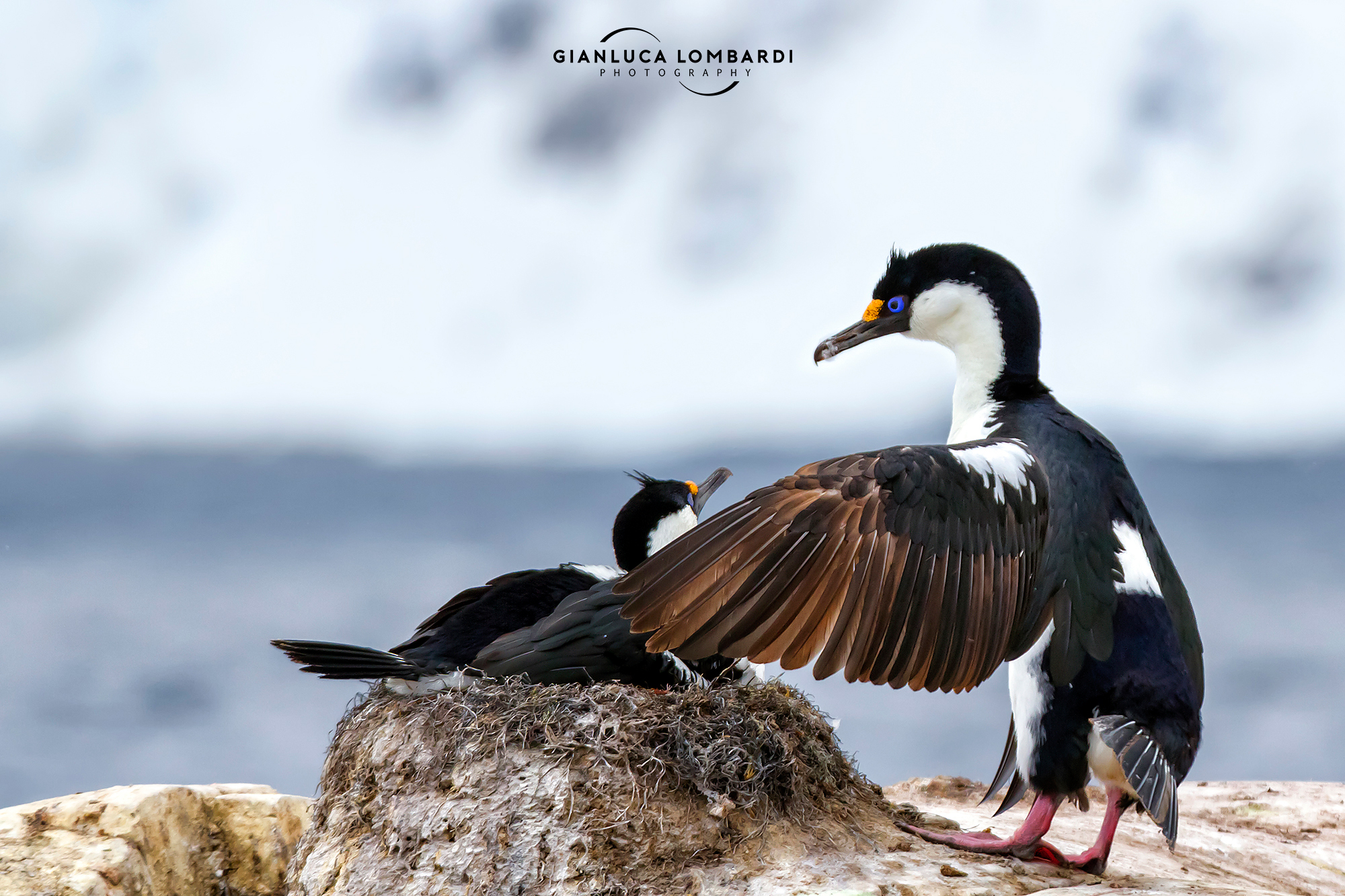Cormorani imperiali (Phalacrocorax atriceps)