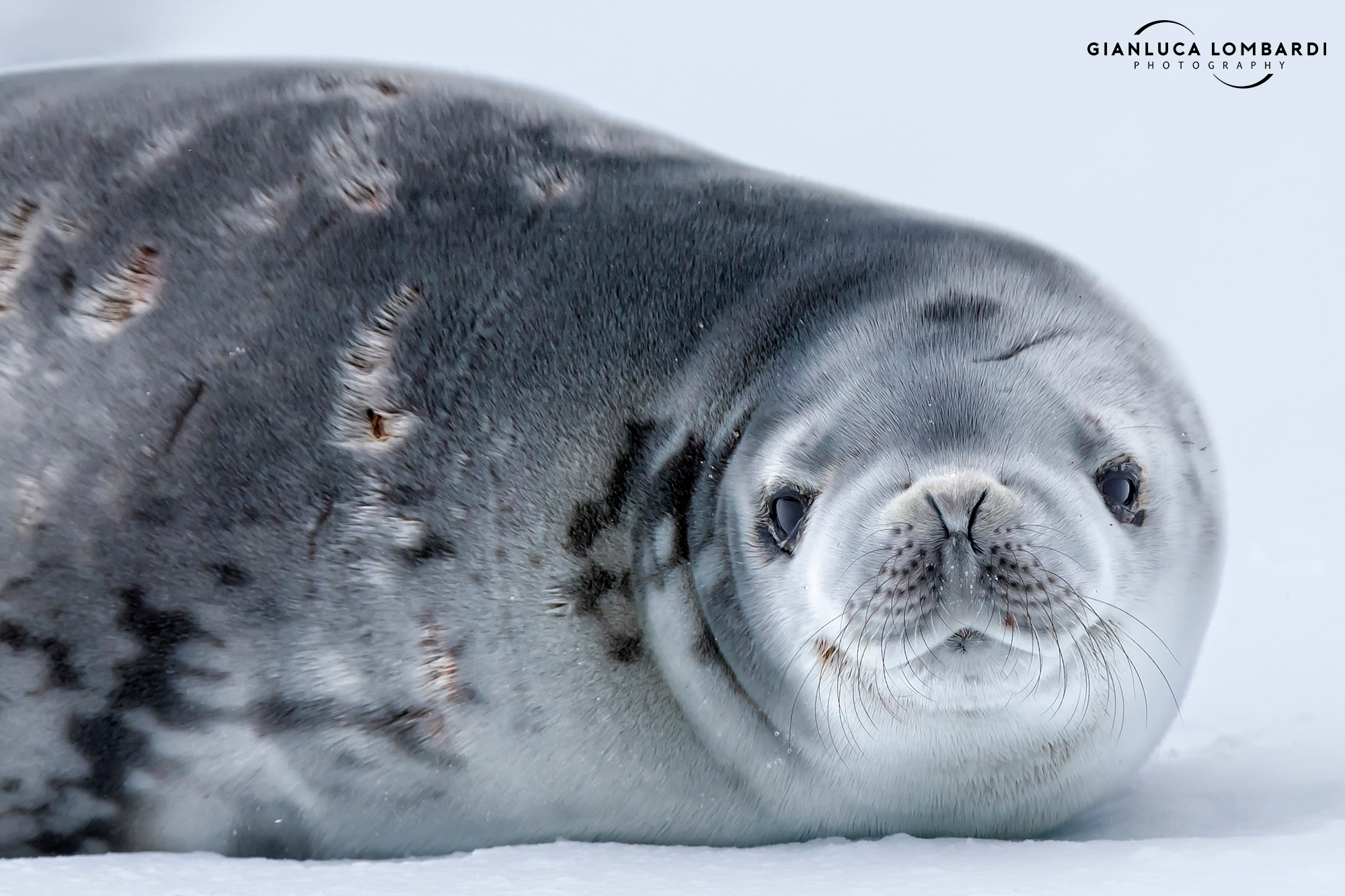 Weddell seal (Leptonychotes weddellii)