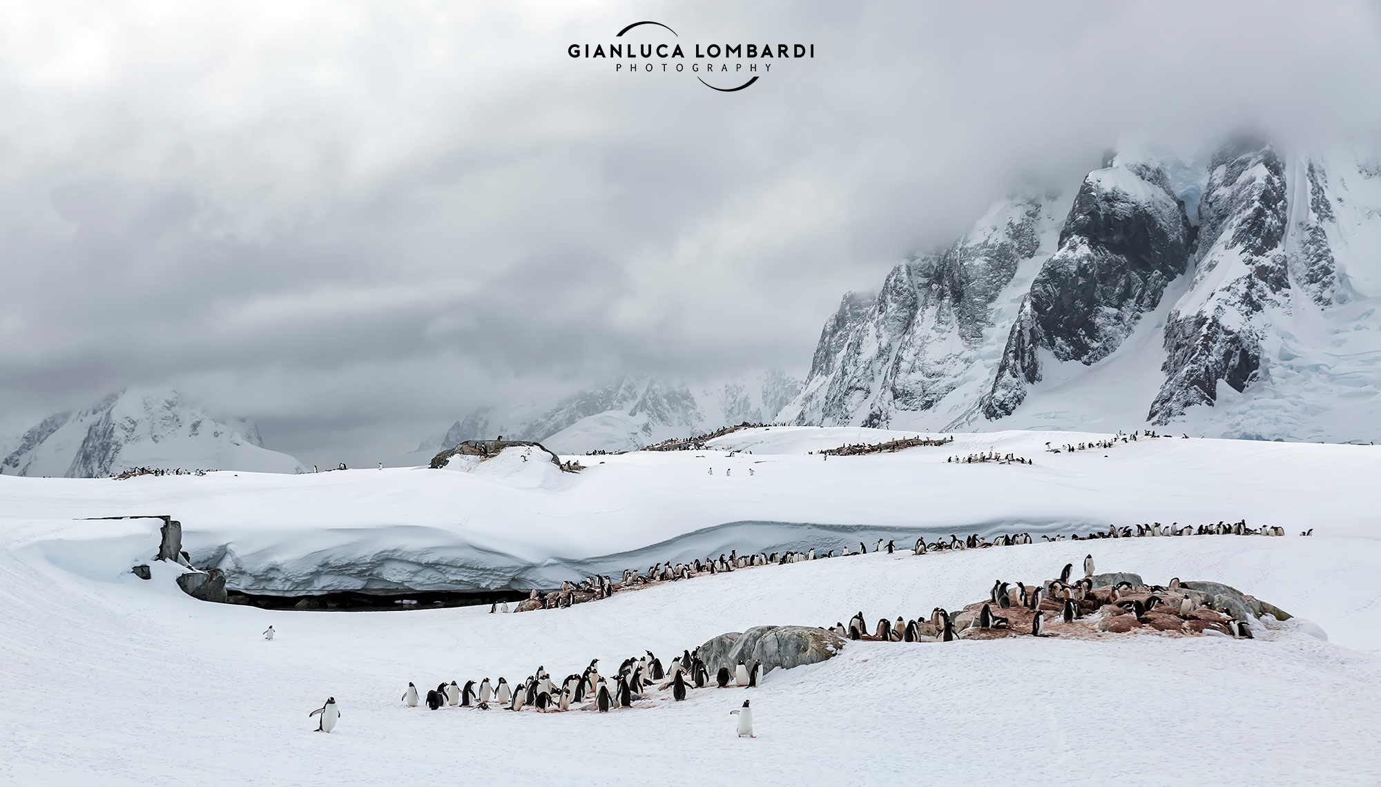 Colonies on Petermann Island