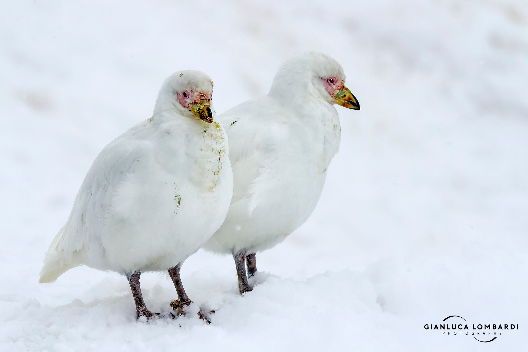 Antarctic couple of Palome (Chionis alba)