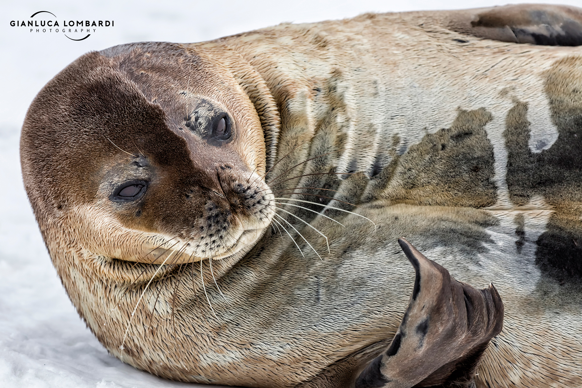 Chi mi ha svegliato?