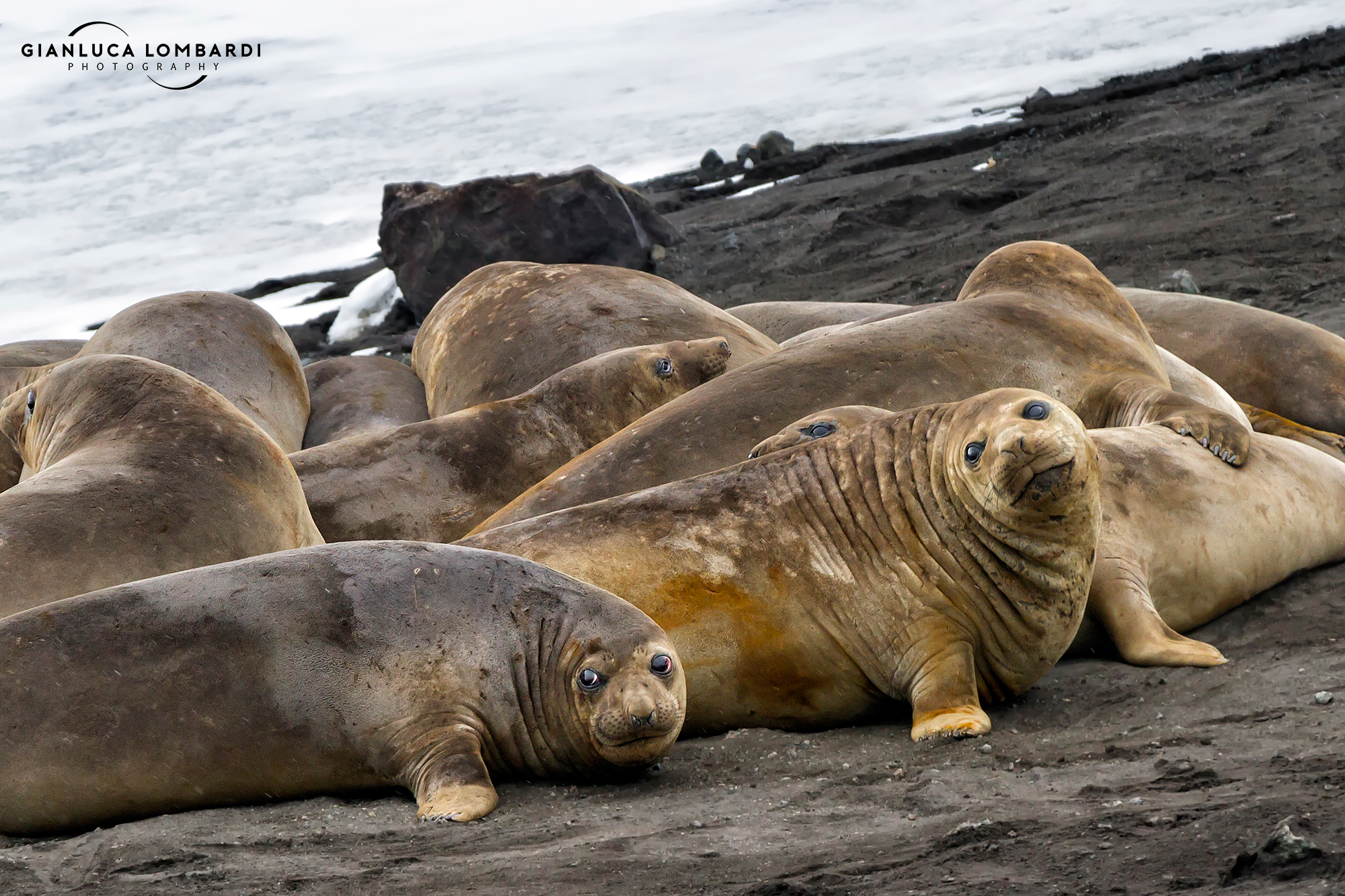 Elefantesse marine (Mirounga leonina)