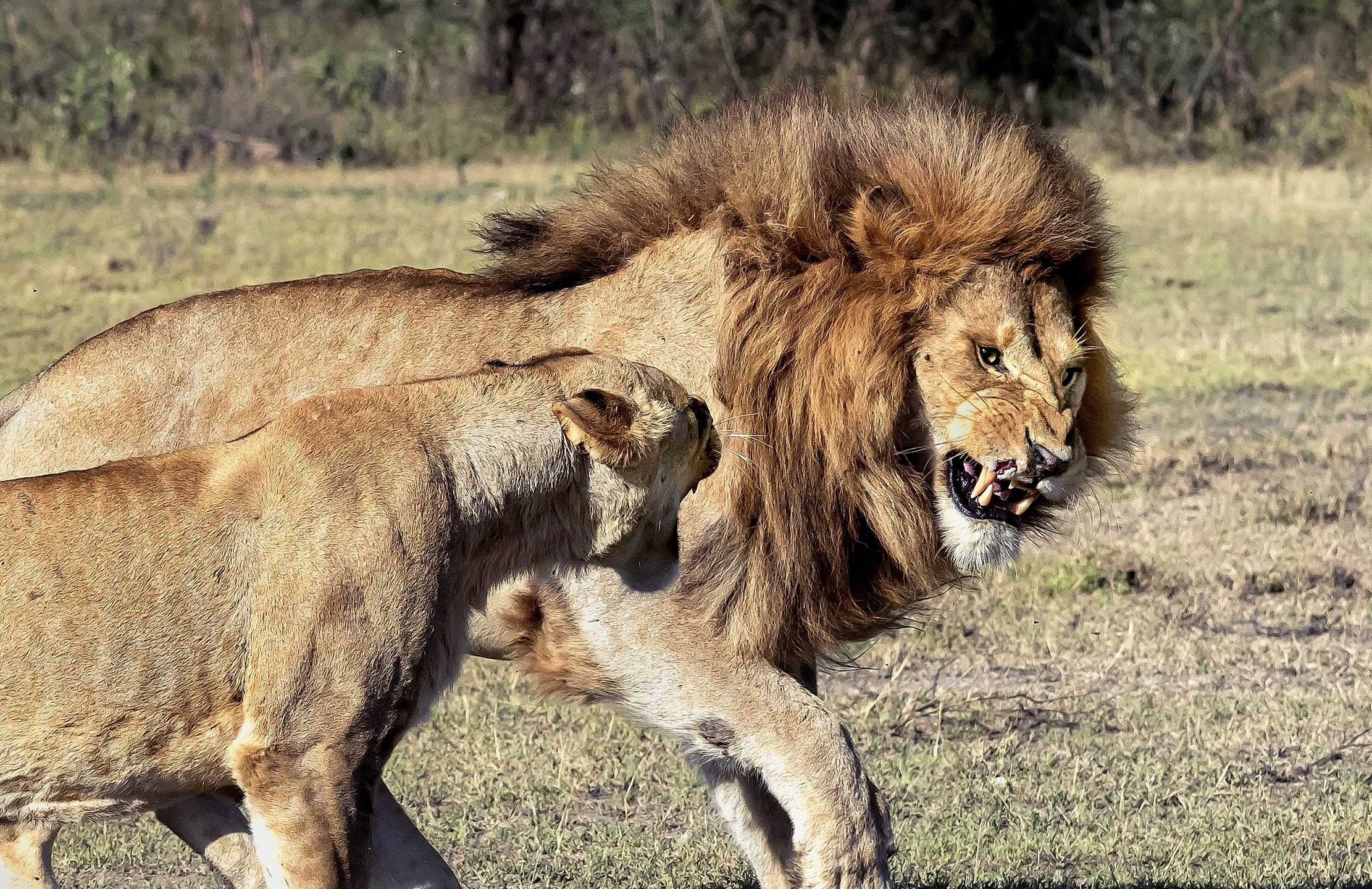 Tanzania 2016 - Amore Nervoso