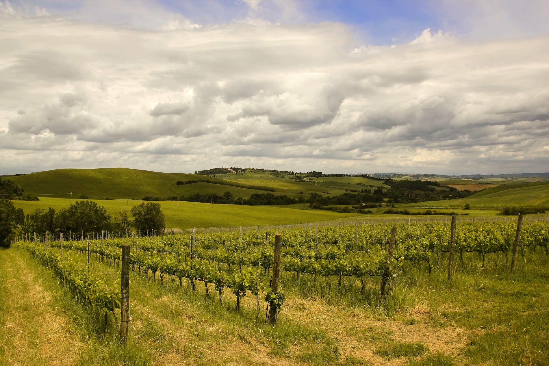 I vigneti delle colline pisane