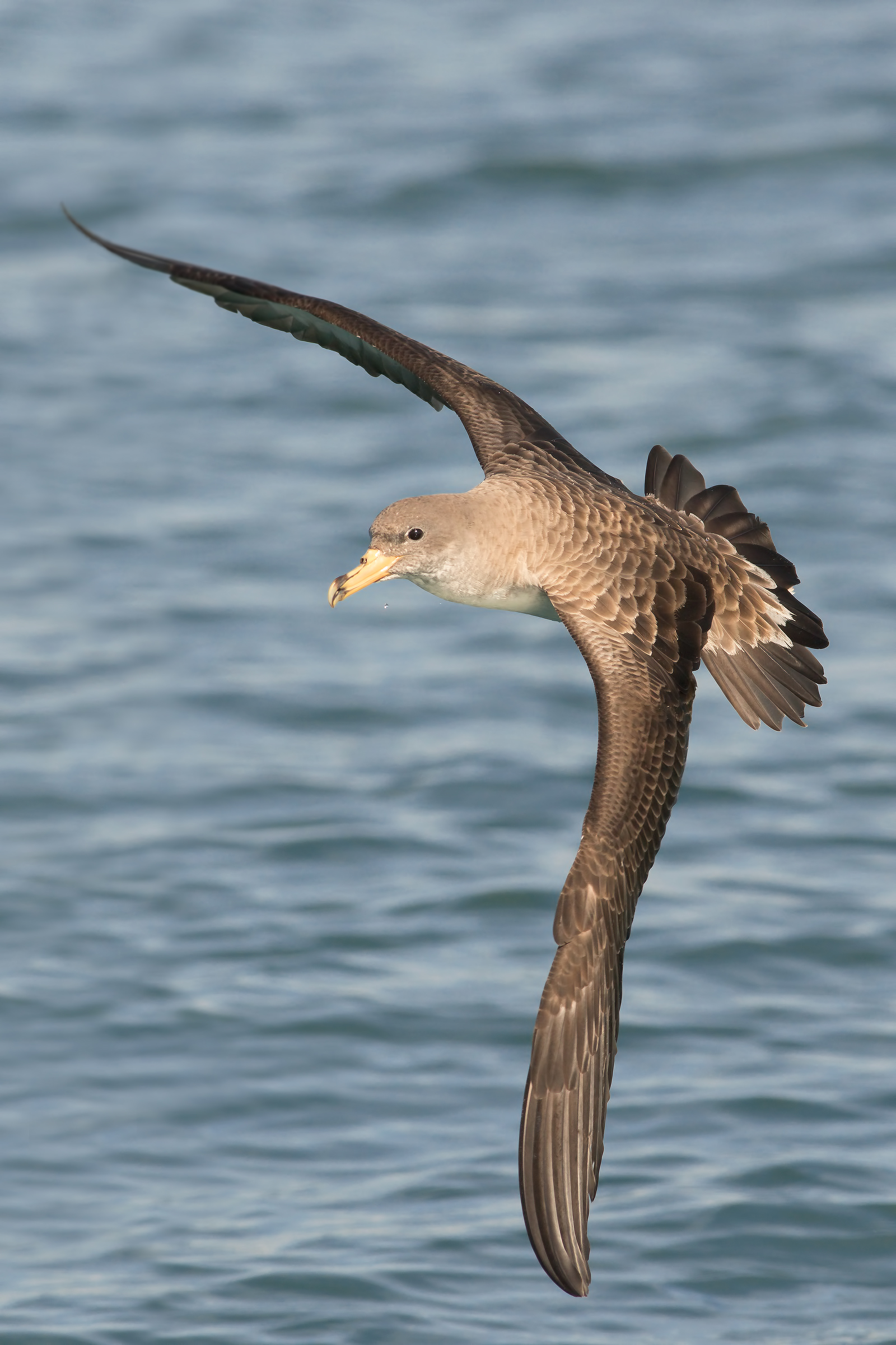 shearwater