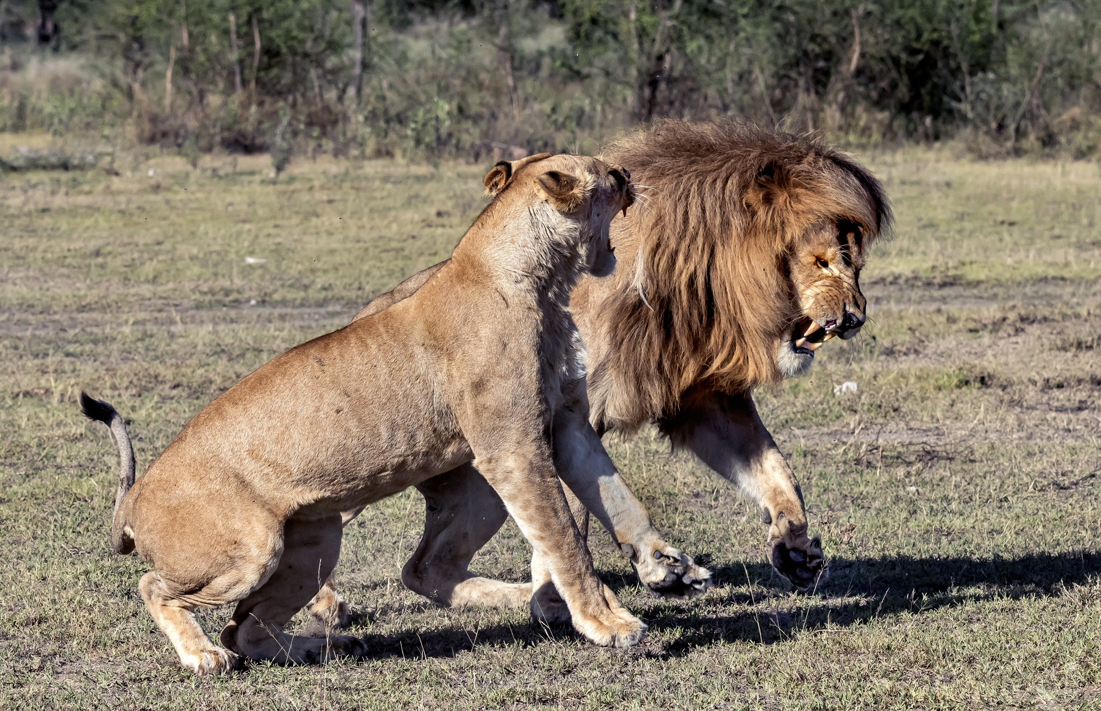 Tanzania 2016 - Nervosismo