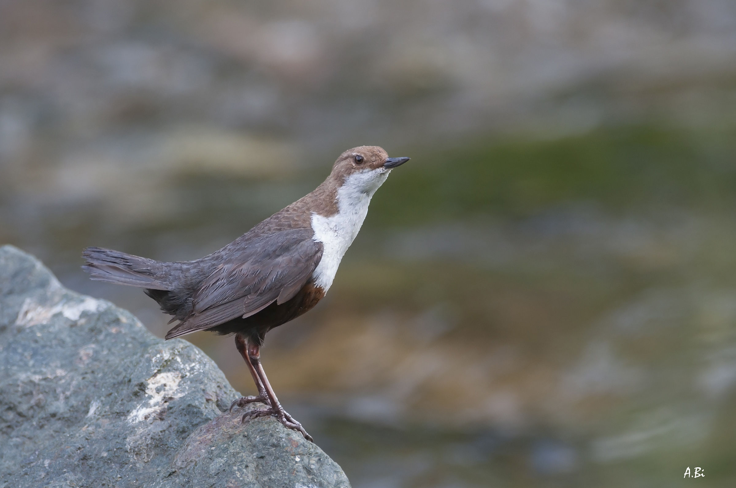 dipper