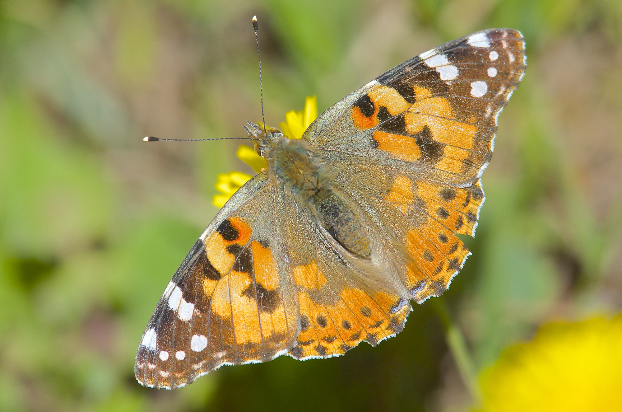 Vanessa cardui