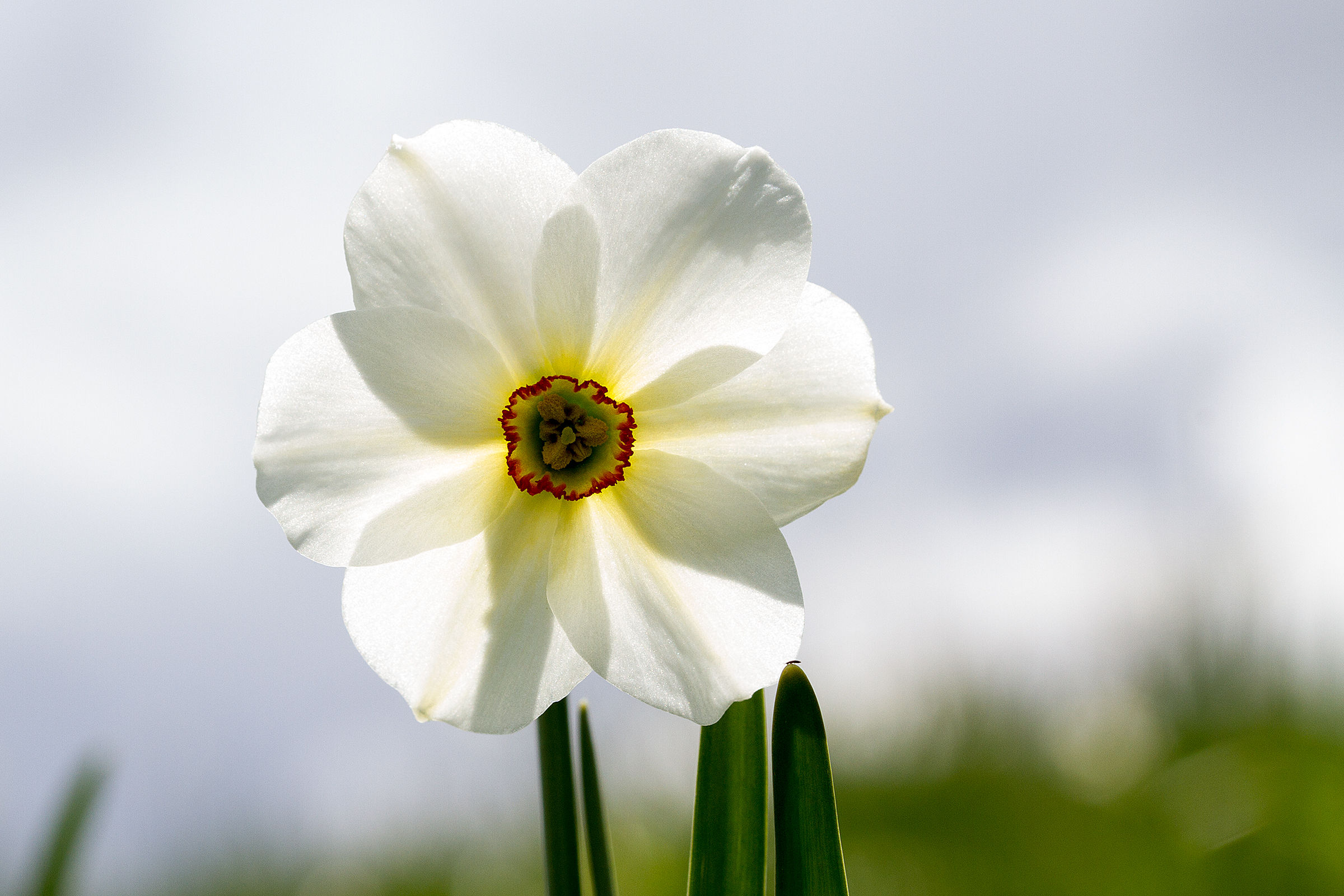 Narciso del Parco dell'Antola