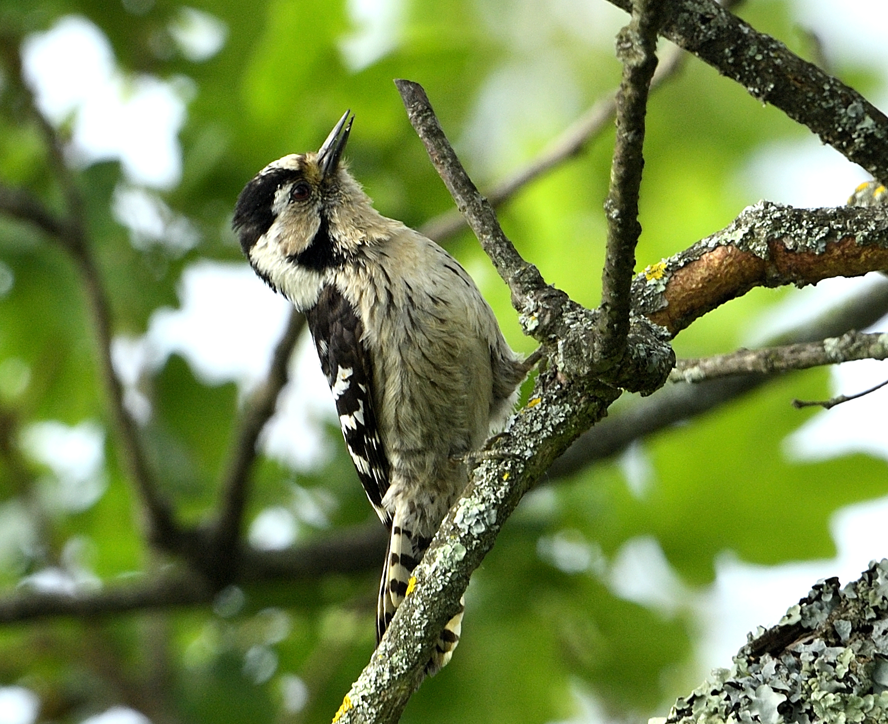 Lesser Spotted Woodpecker?