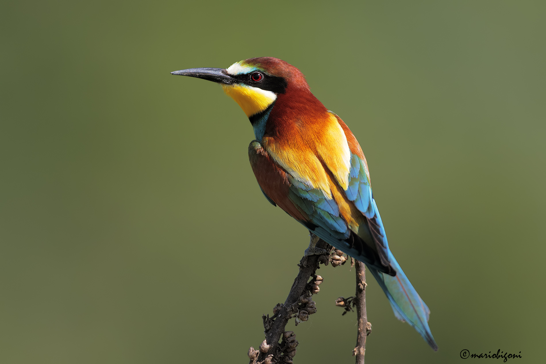 Bee Eater