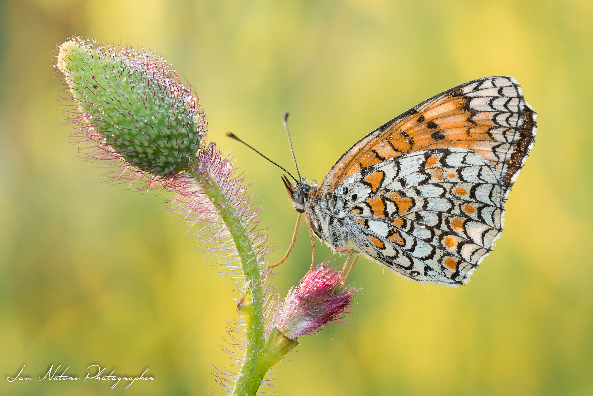 The same old Melitea :-)