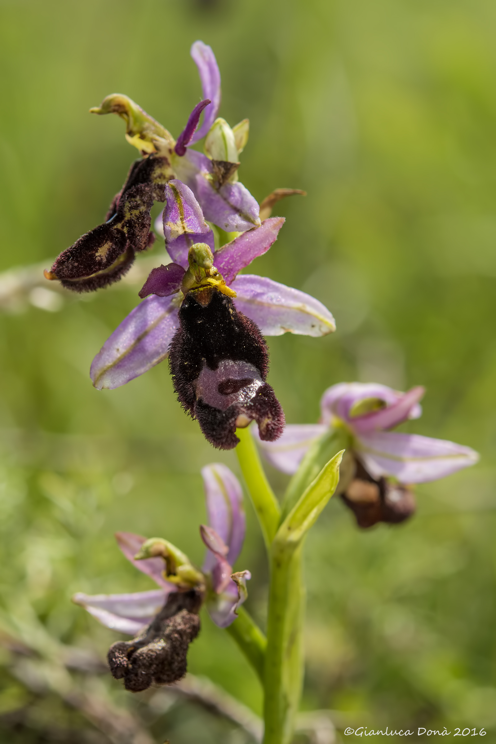 Ophrys bertolonii subsp. benacensis  (Reisigl) P.Delf.