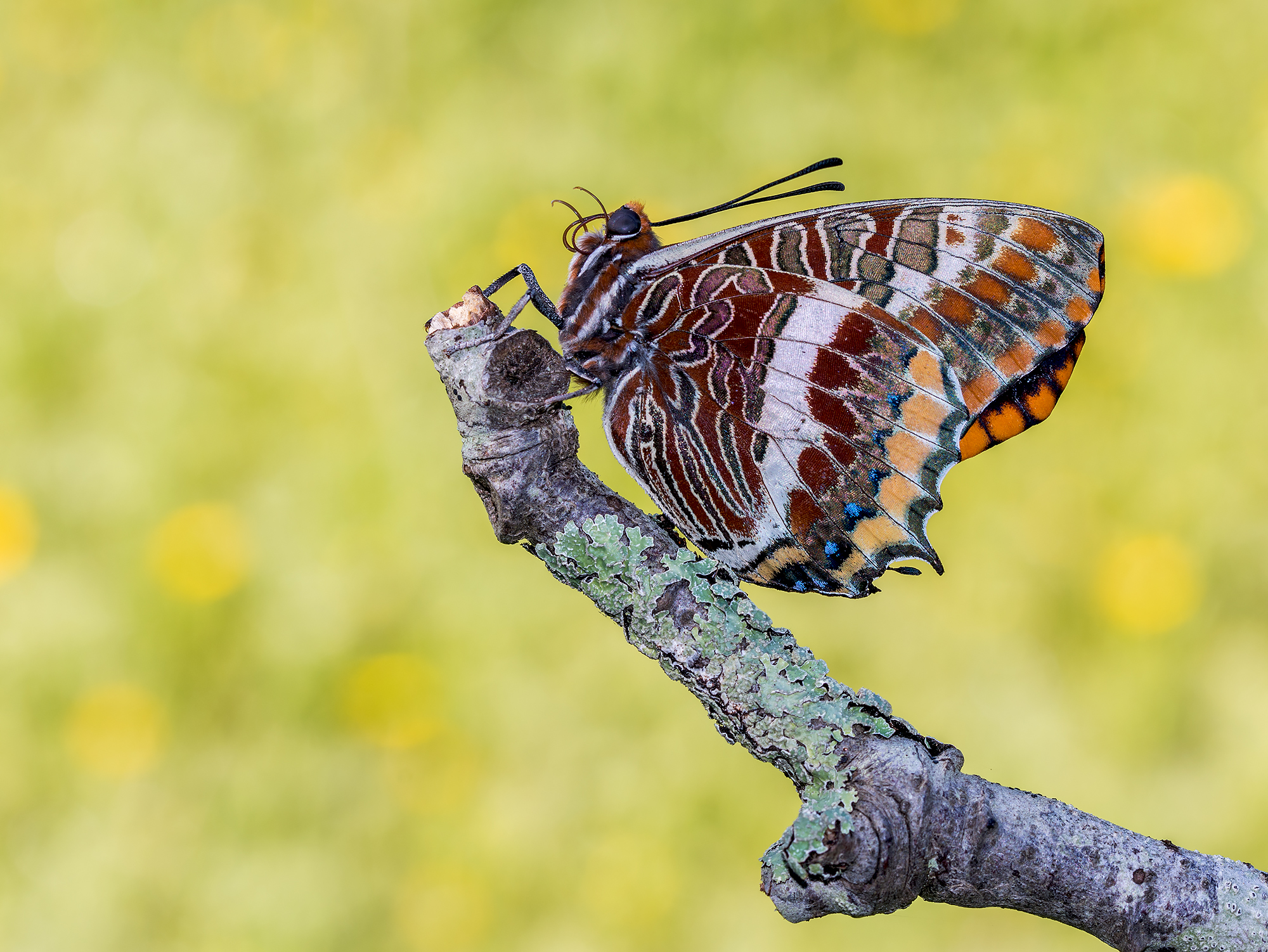Charaxes jasius