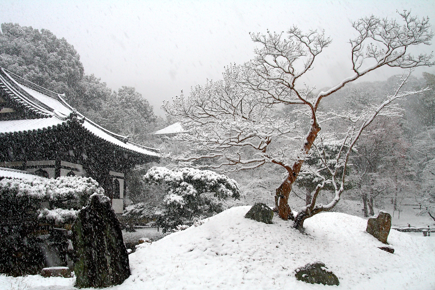 Come petali di ciliegio