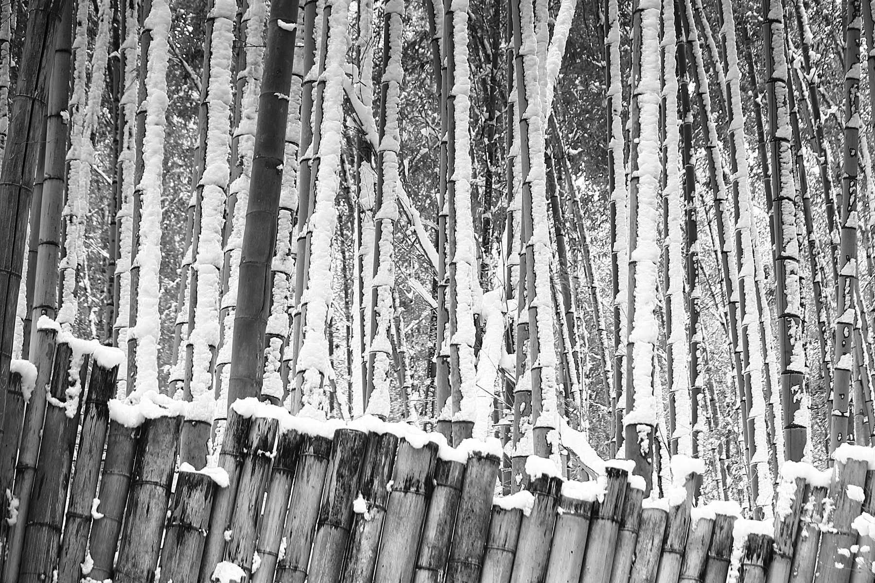The bamboo forest