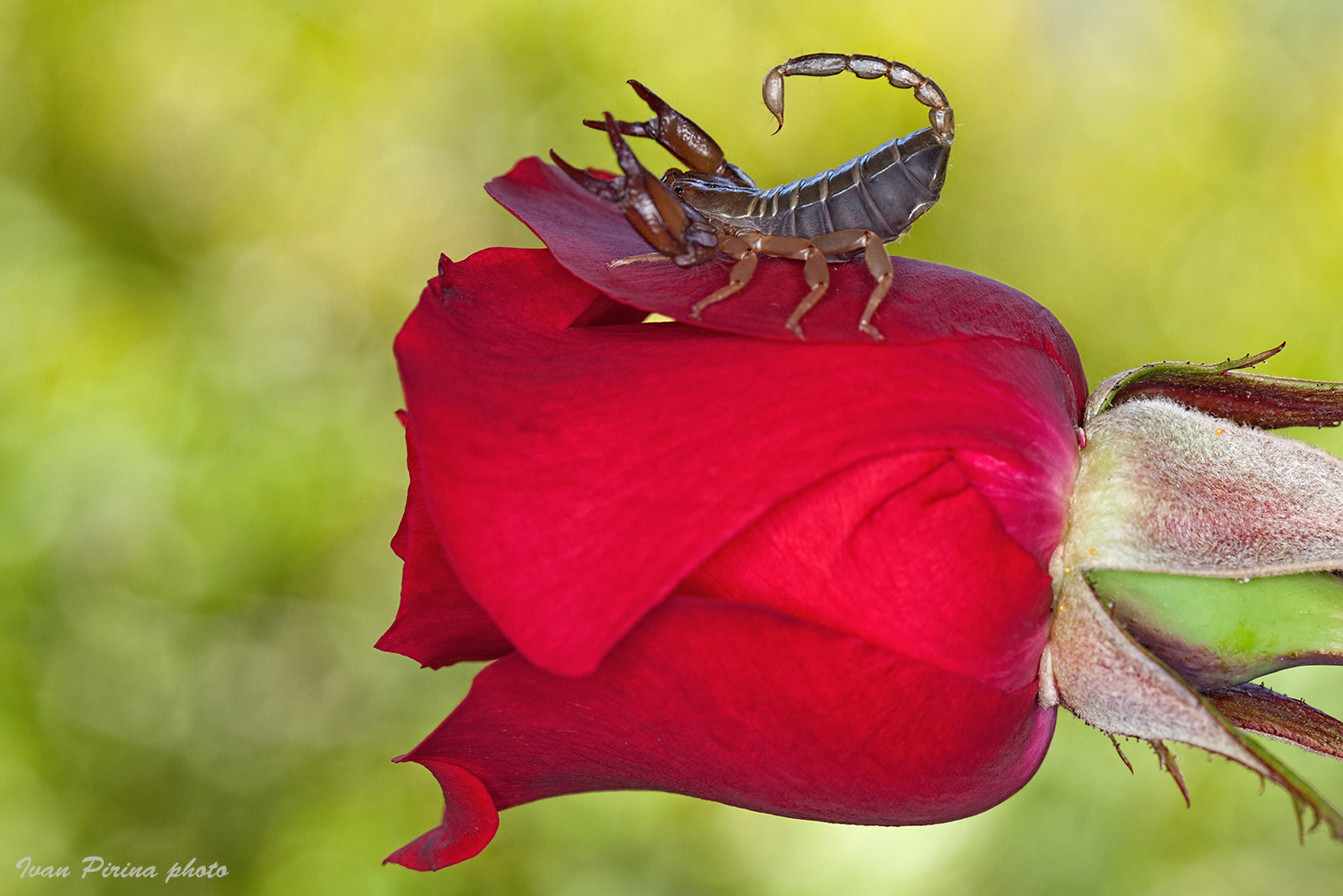 Valentine's Day surprise