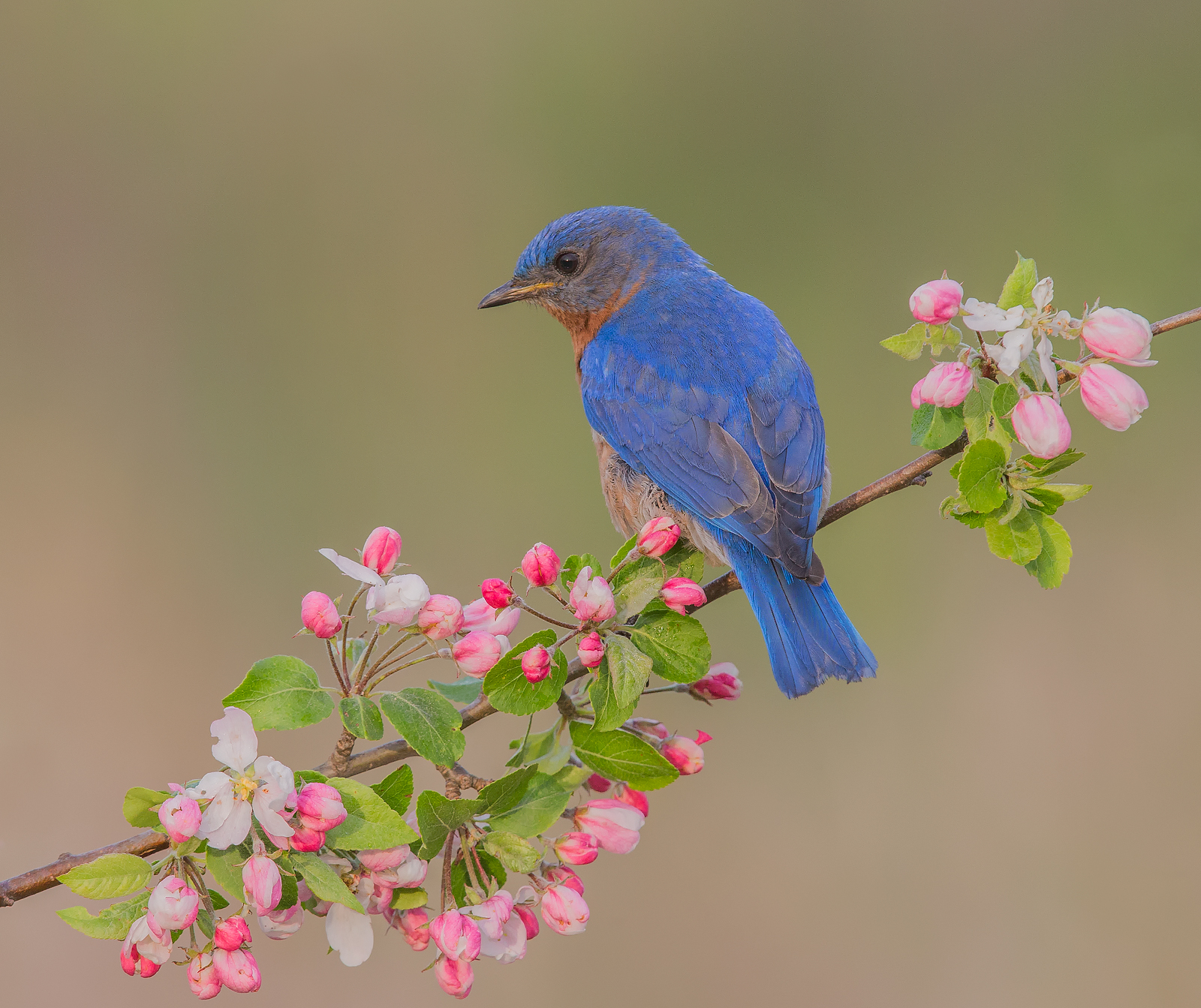 Bluebird orientale maschio