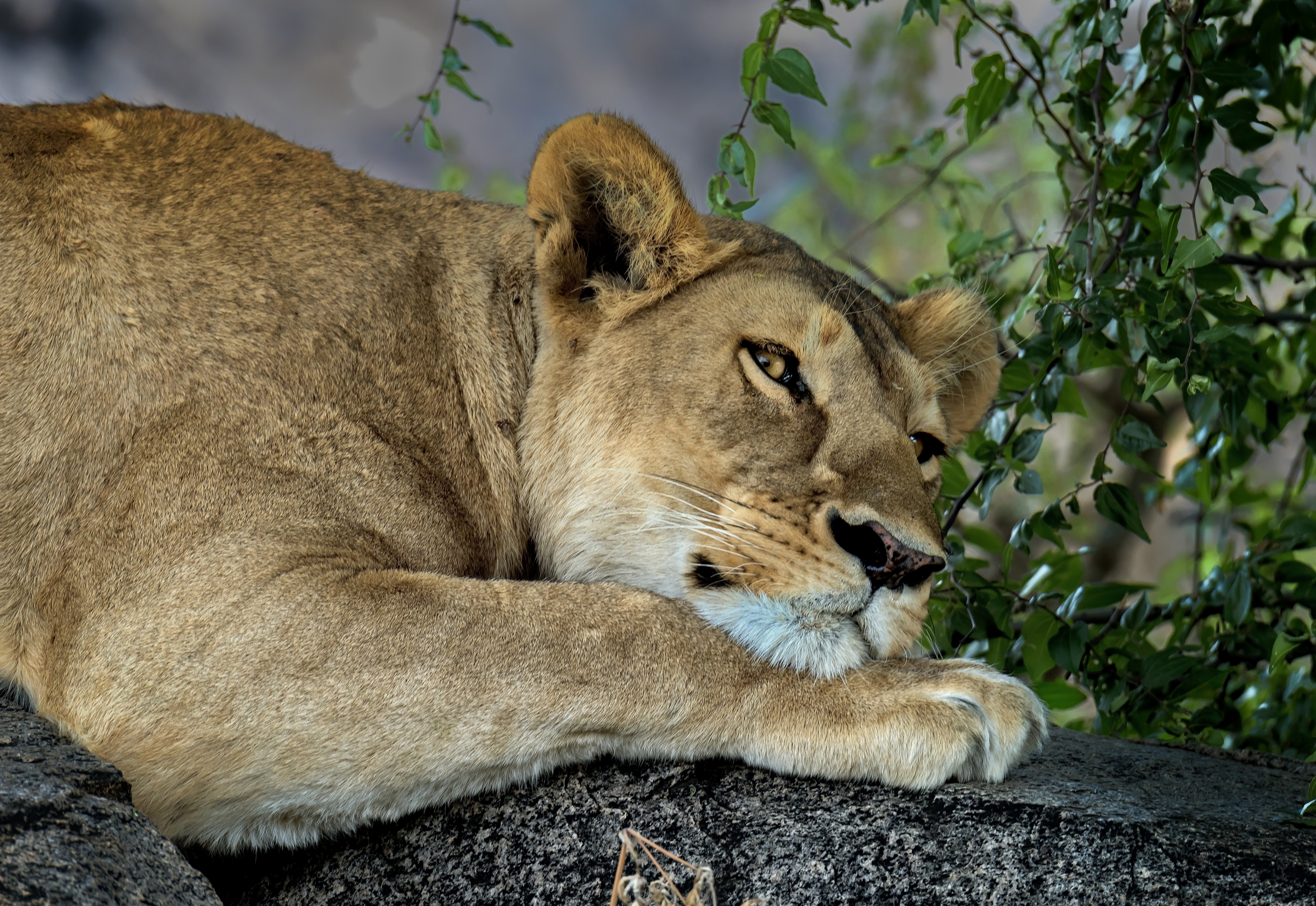 Tanzania 2016 - Sul Kopje