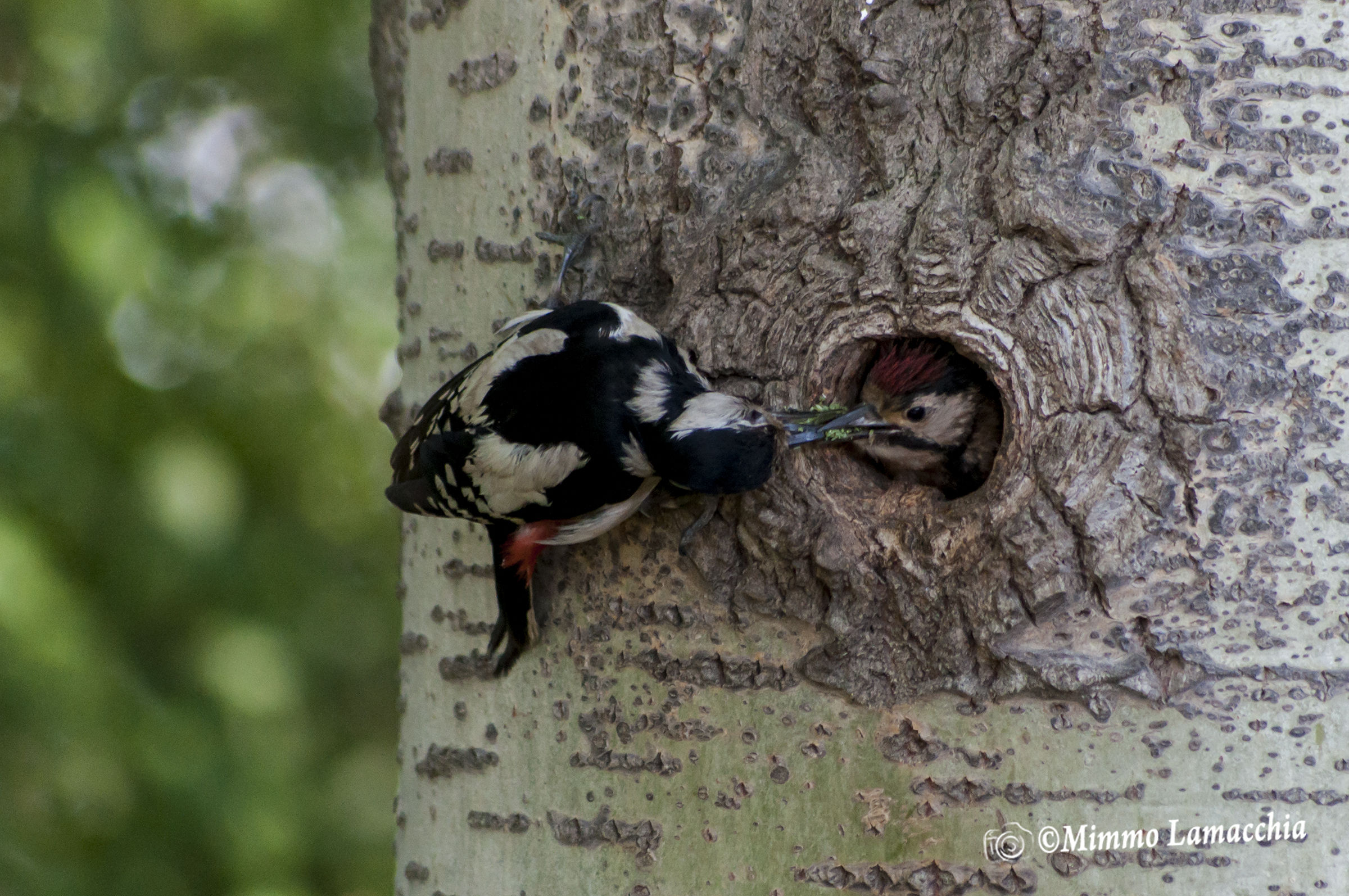 Imbeccamento Small Woodpecker