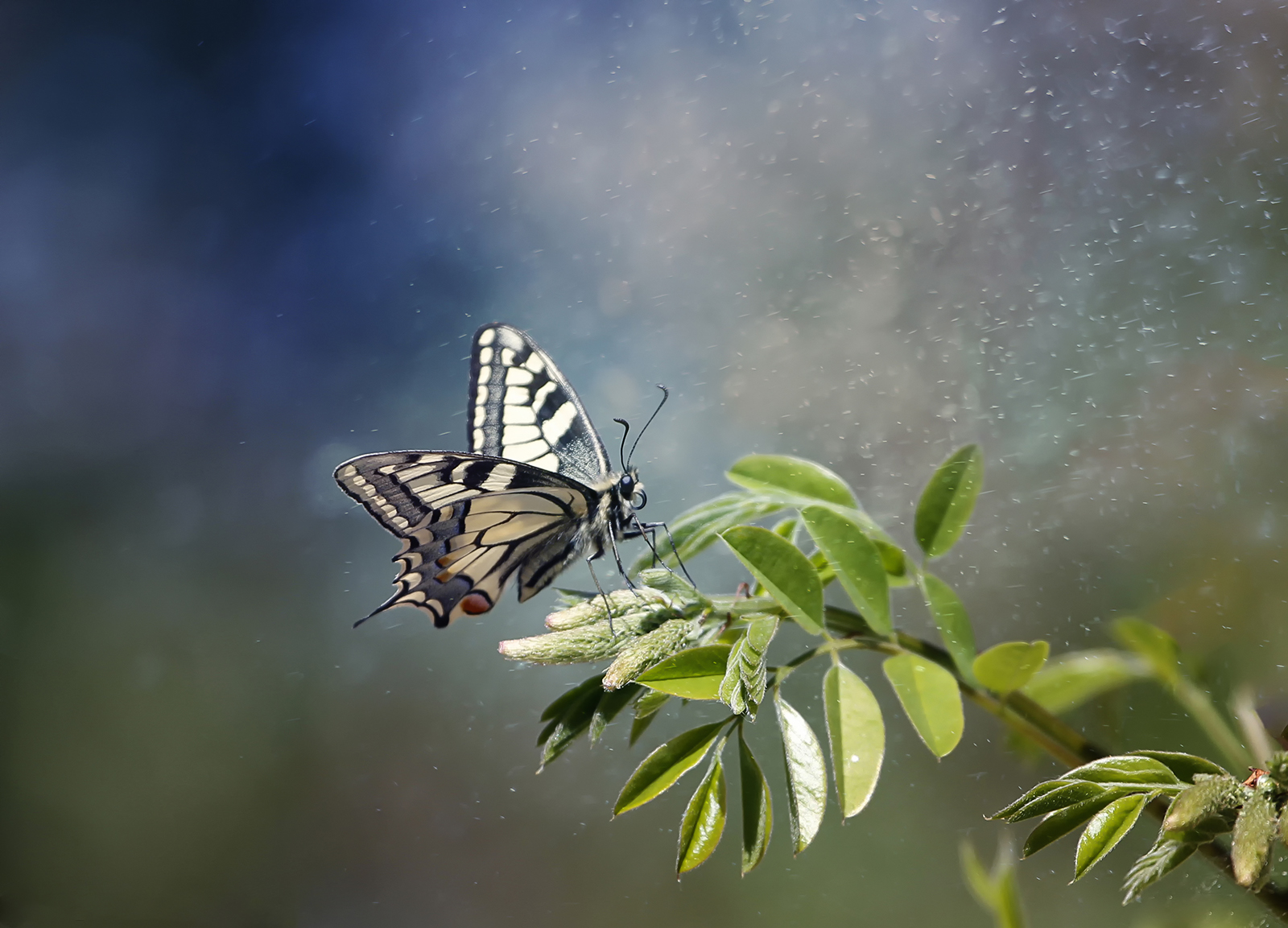 Butterfly on grass in my backyard