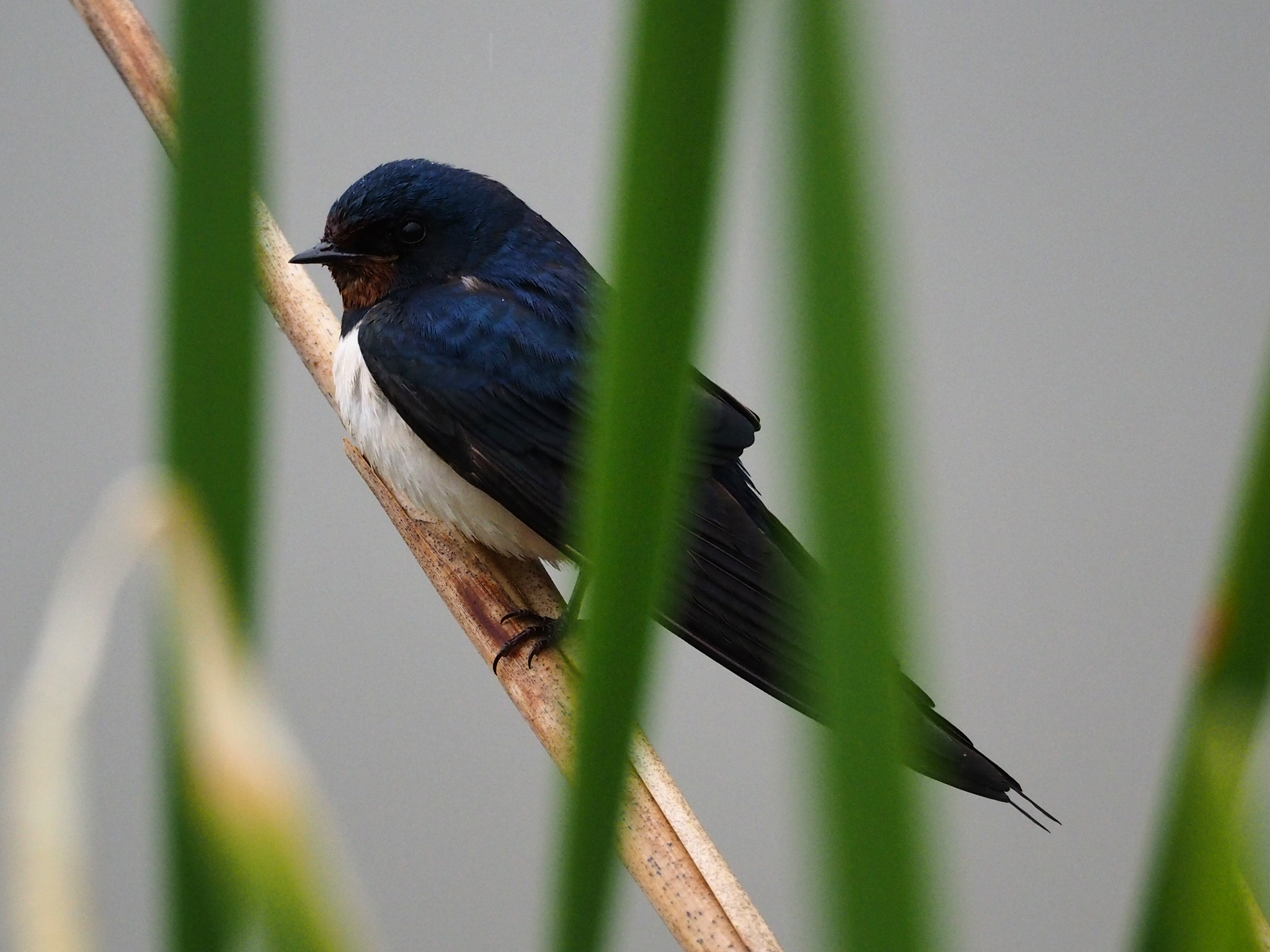 Swallow