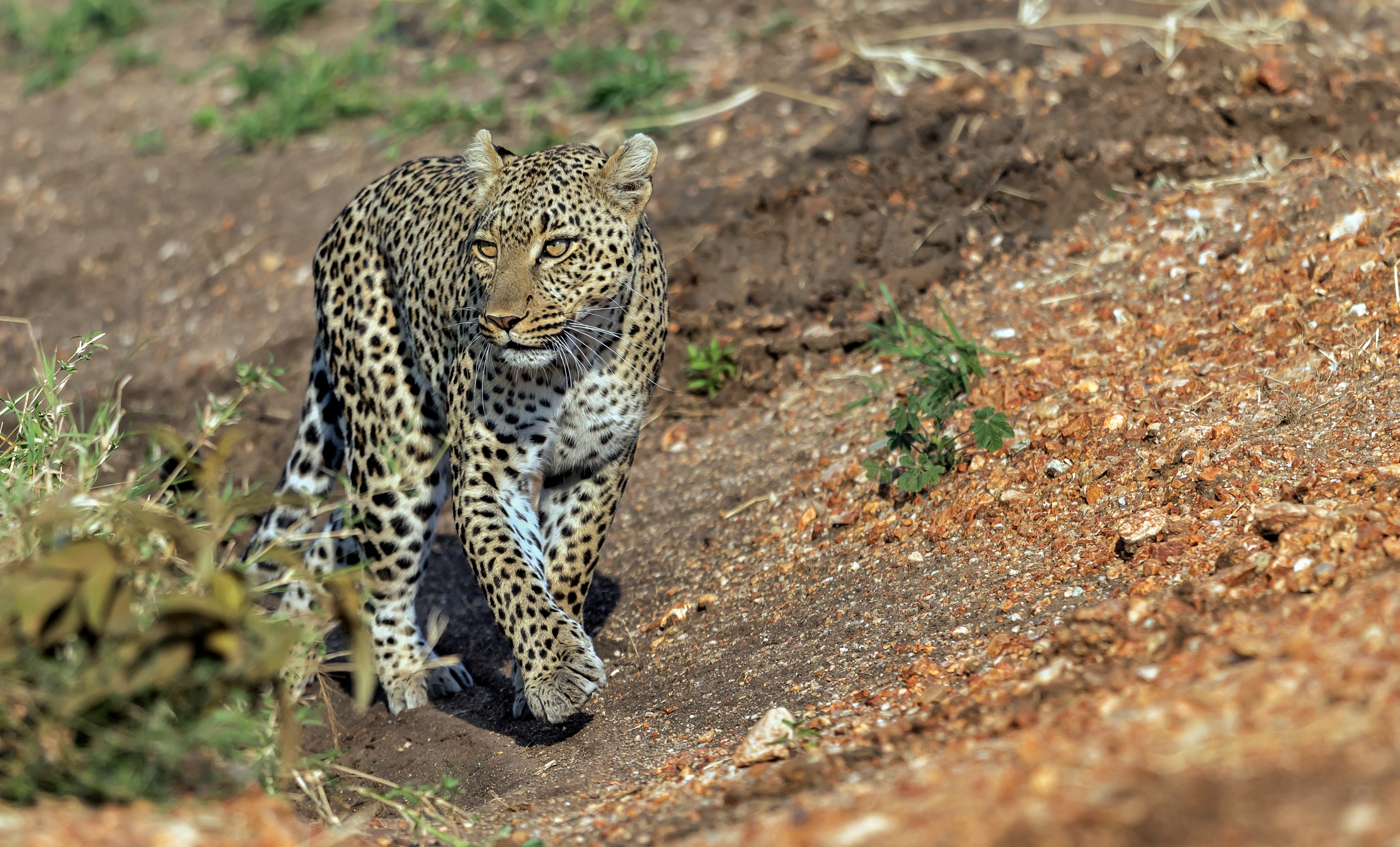 Tanzania 2016 - Leopard