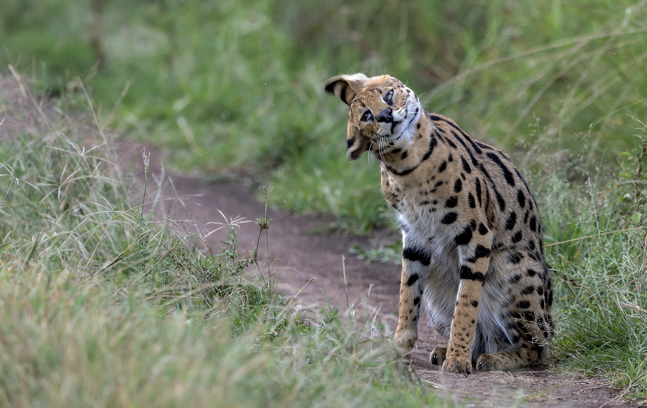Tanzania 2016 - Lo scuotimento del Serval