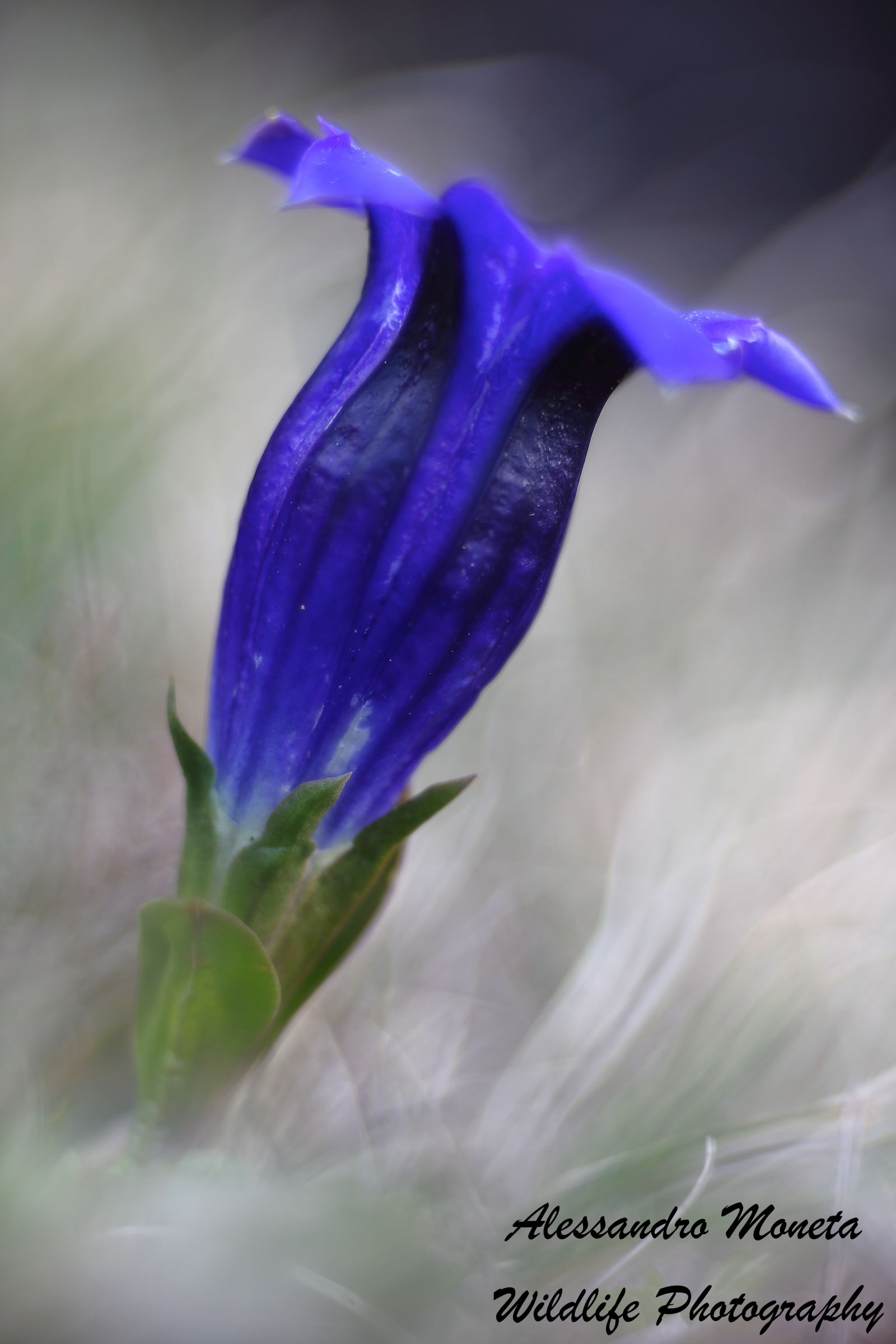Gentian