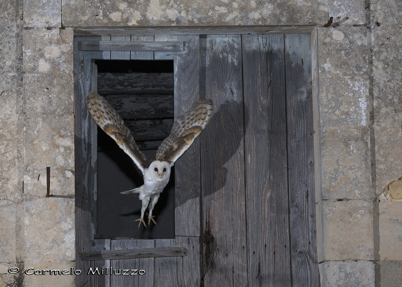 La casa del Barbagianni 2 _Tyto alba _