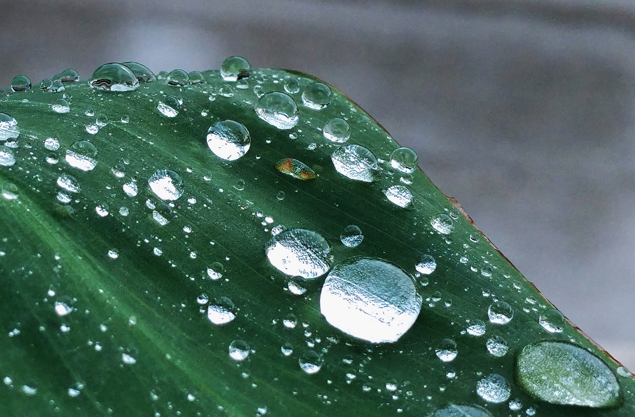 Every Raindrop, One Story