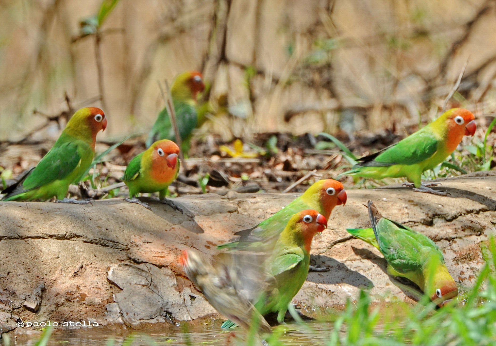 love birds - Lilian's Lovebird (Agapornis lilianae)