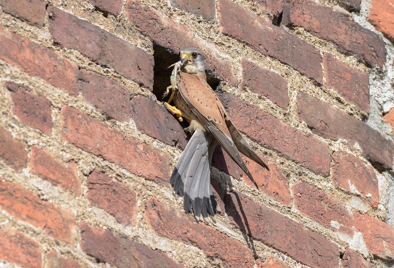 Back from hunting - kestrel