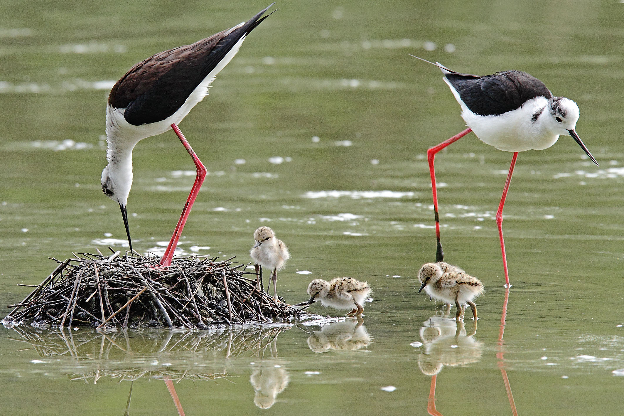 Brood of knights of Italy