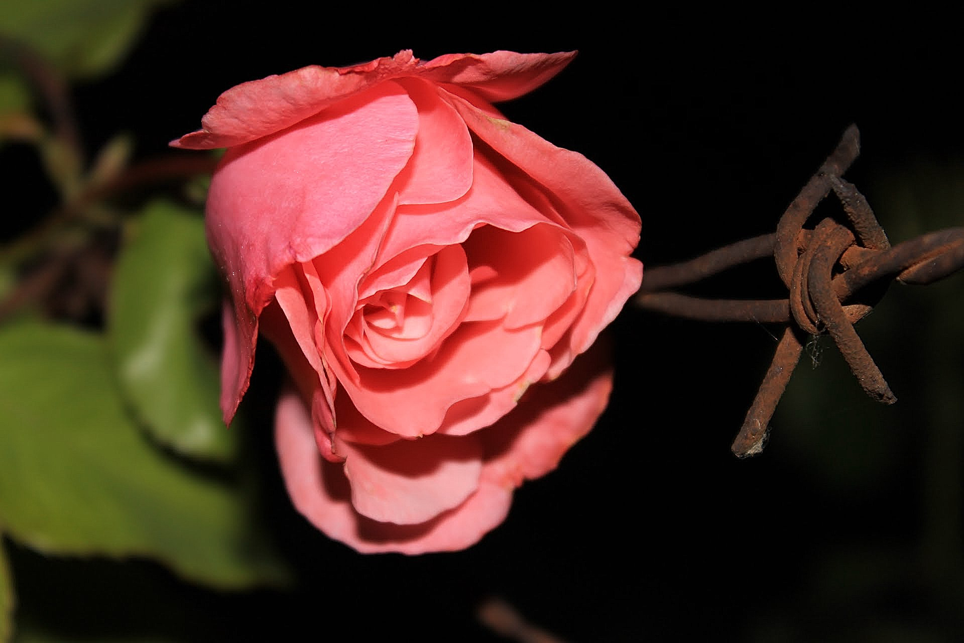 The rose and the thorn