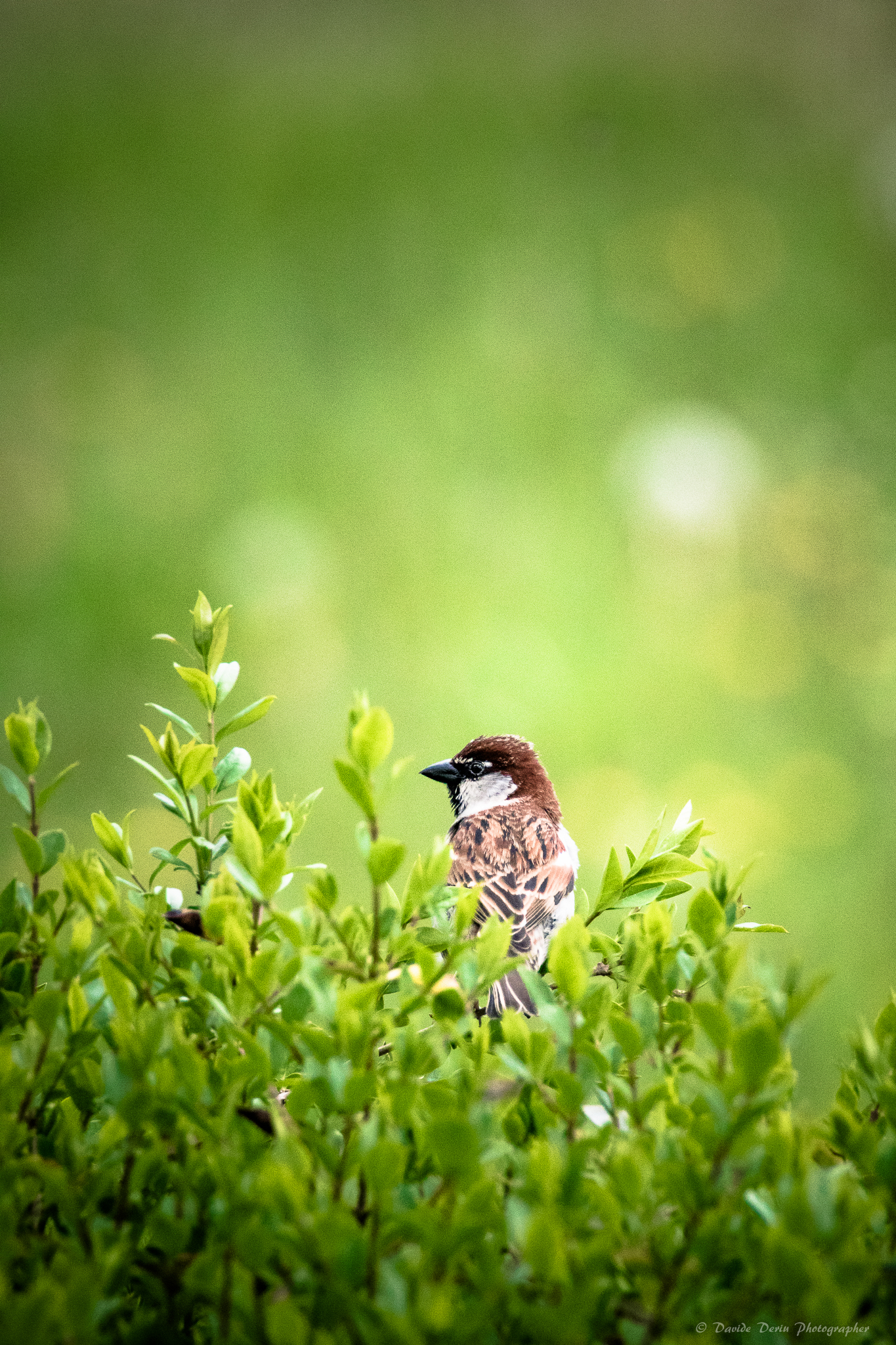 The rest of the sparrow