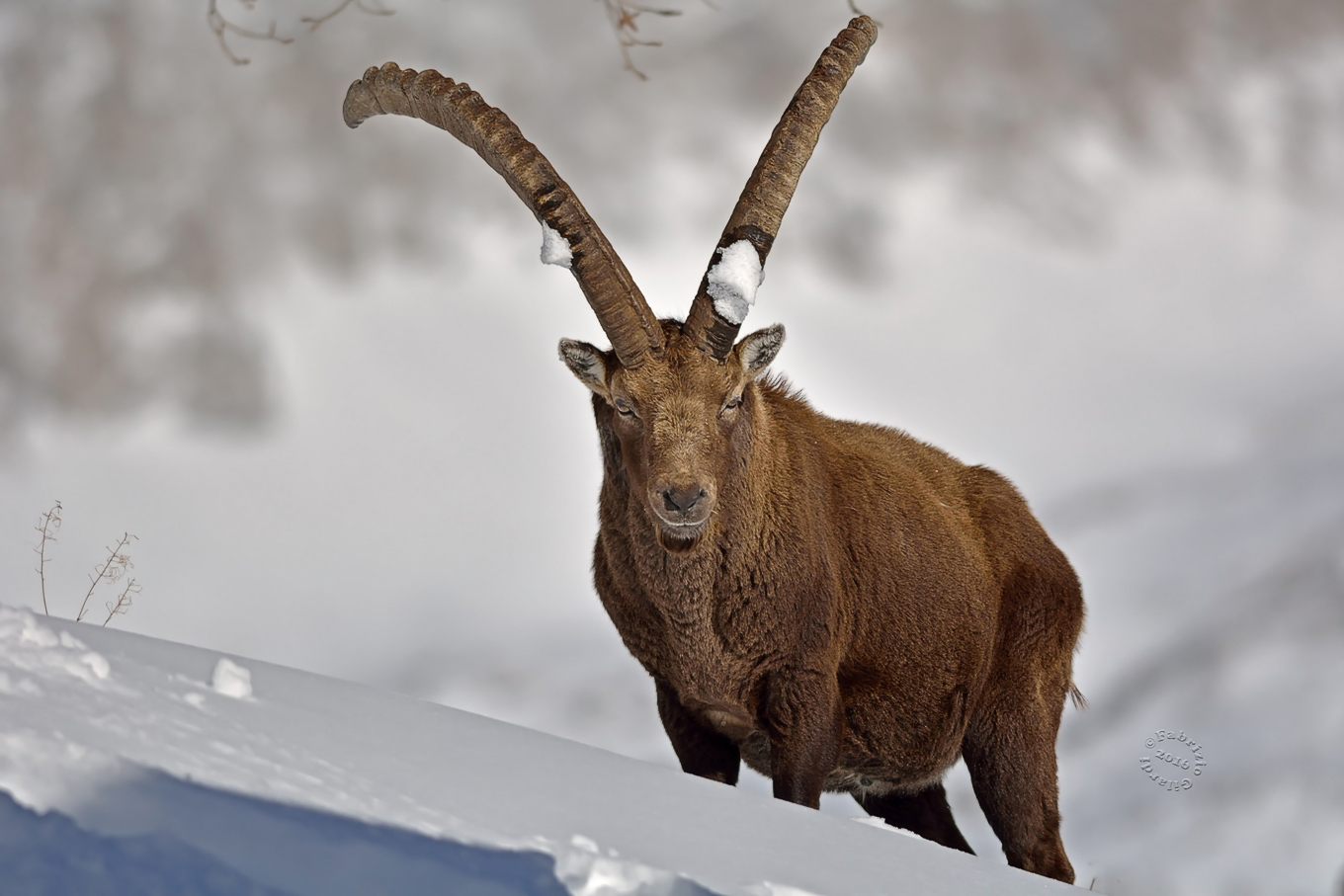 Stambecco delle Alpi(Capra ibex) iso200 -f/4,5-1/3200