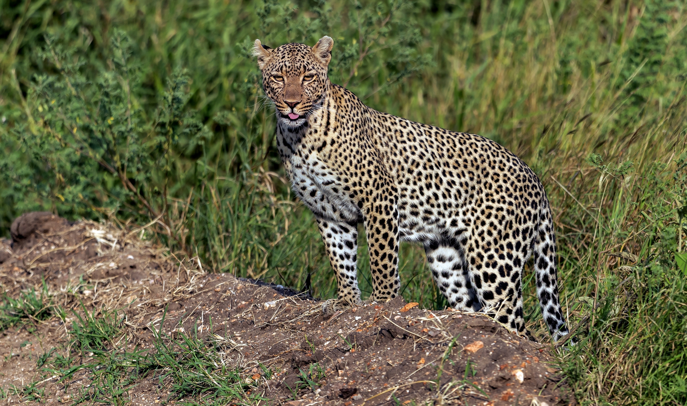 Tanzania 2016 - Linguetta